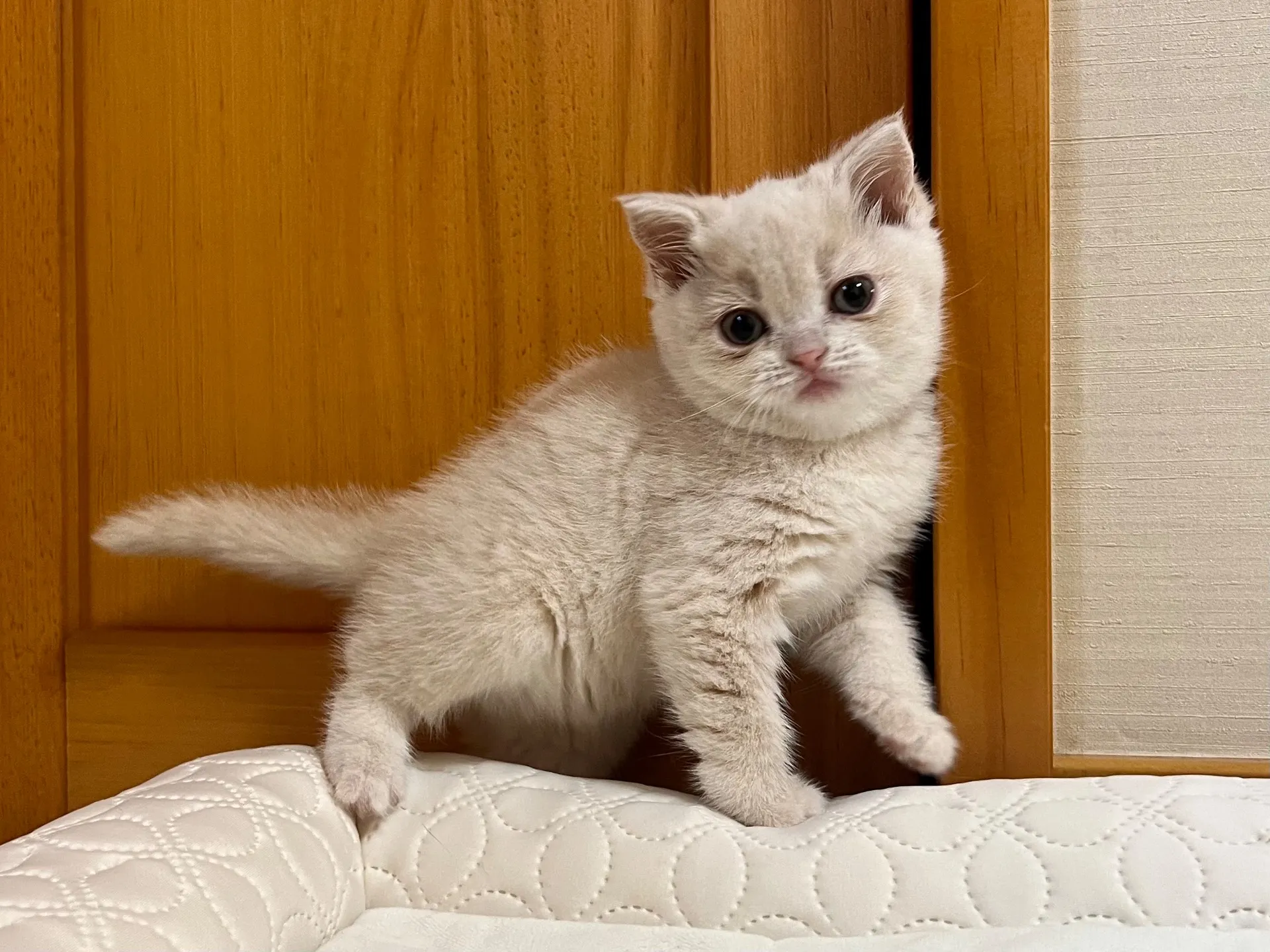 スコティッシュフォールド(10/6生)