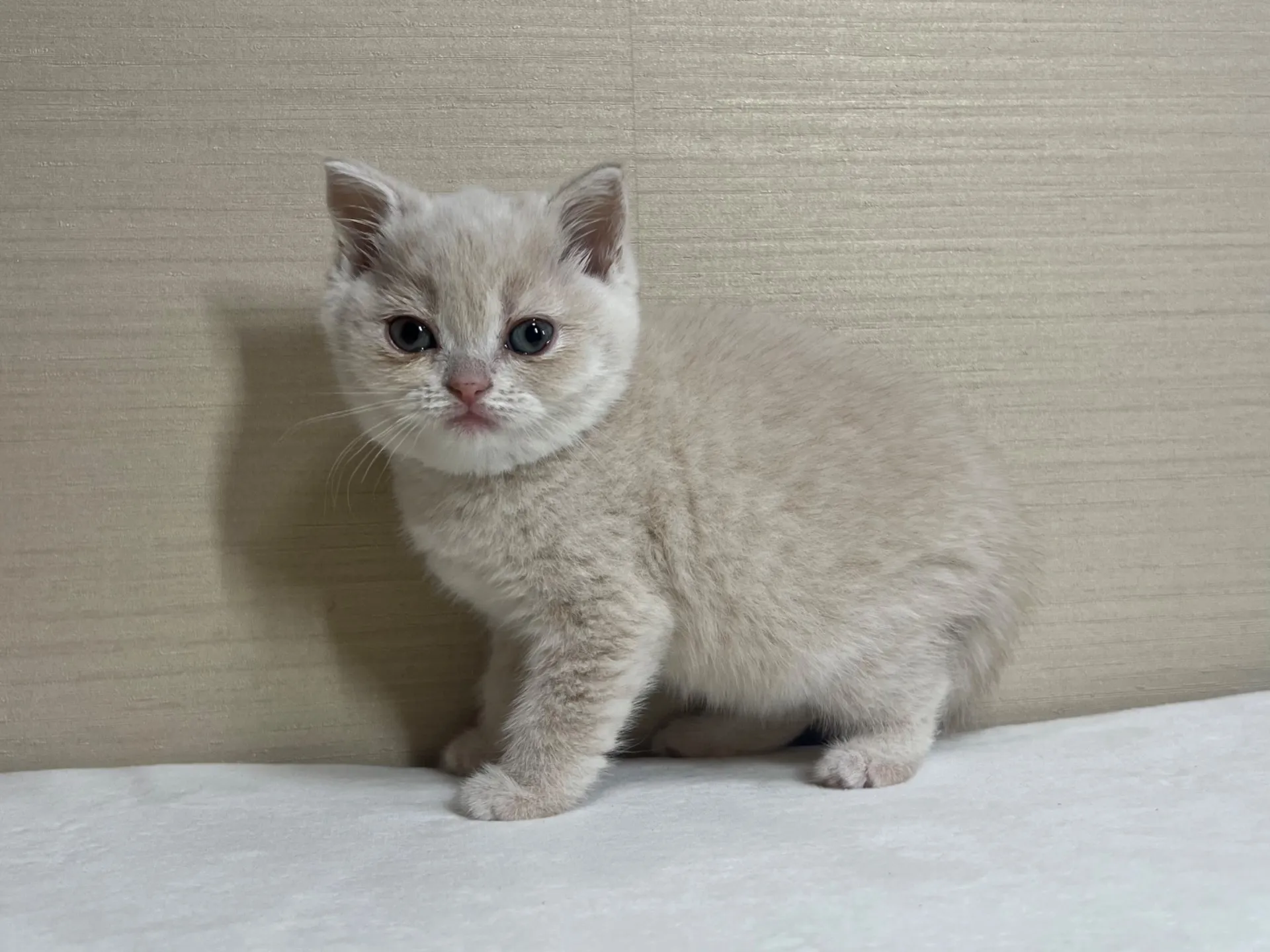 スコティッシュフォールド(10/6生)