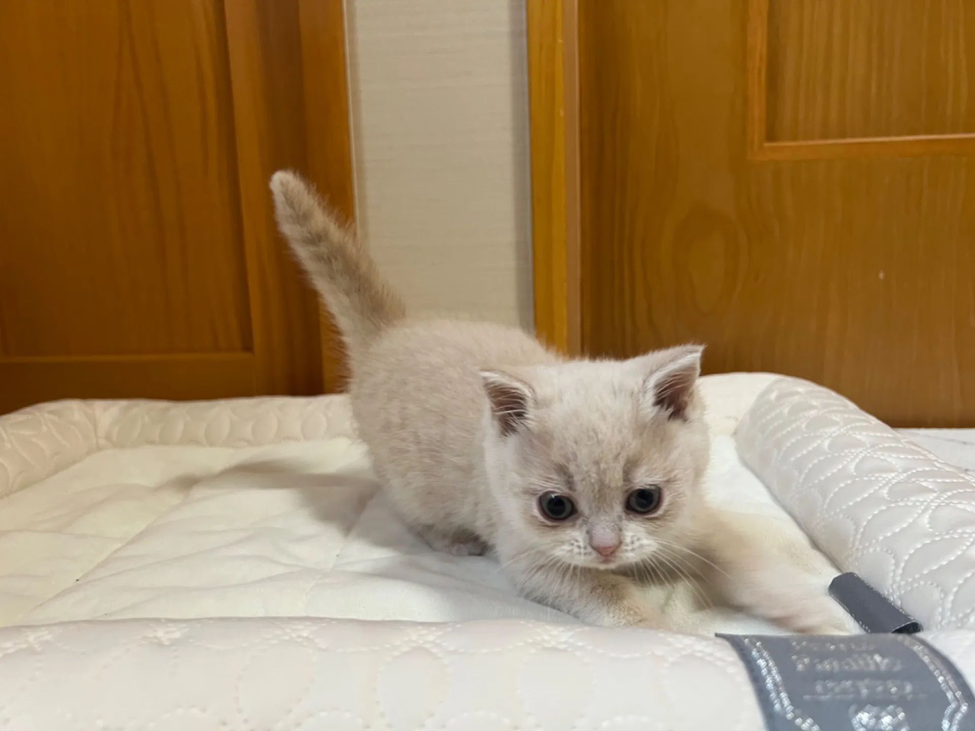 スコティッシュフォールド(10/6生)