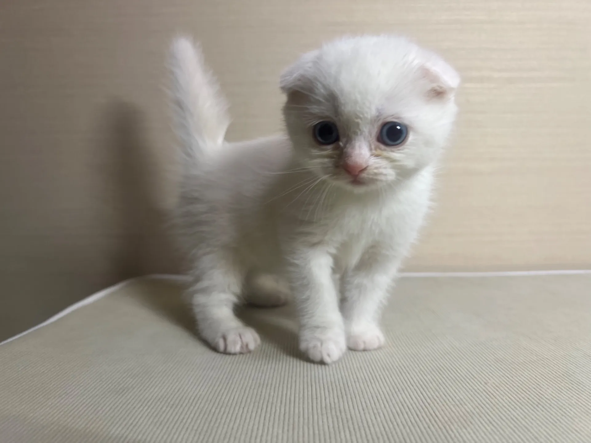 スコティッシュフォールド(10/14生)