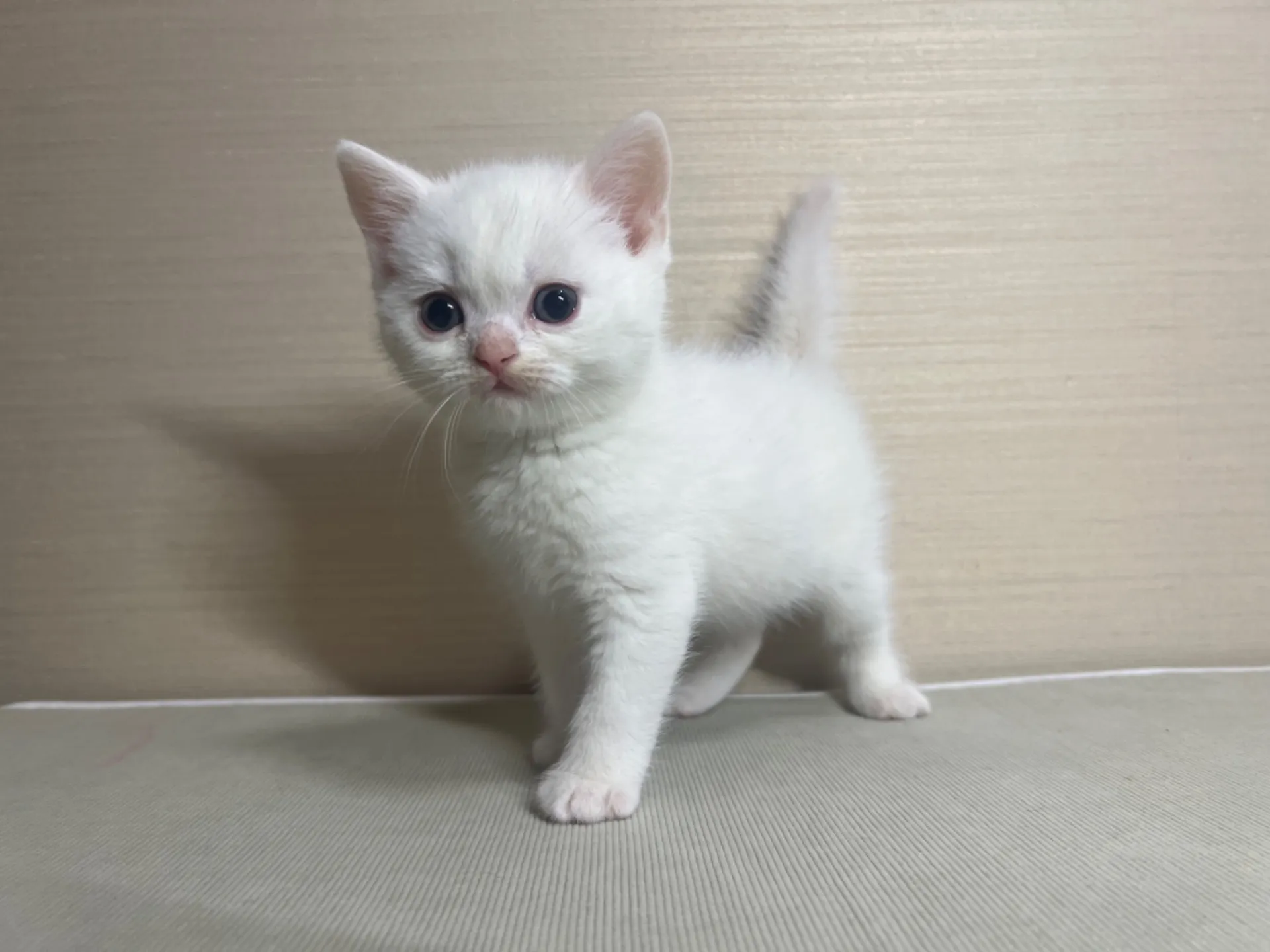 スコティッシュフォールド(10/14生)