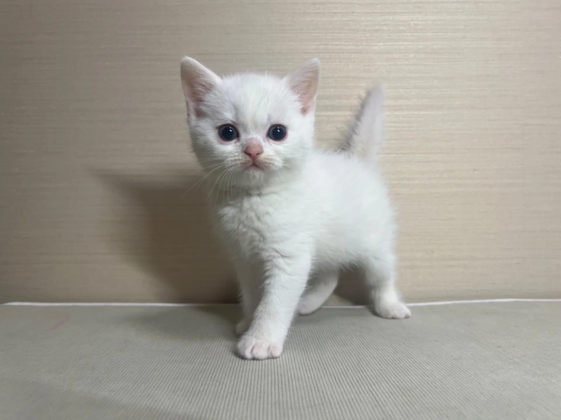 スコティッシュフォールド(10/14生)