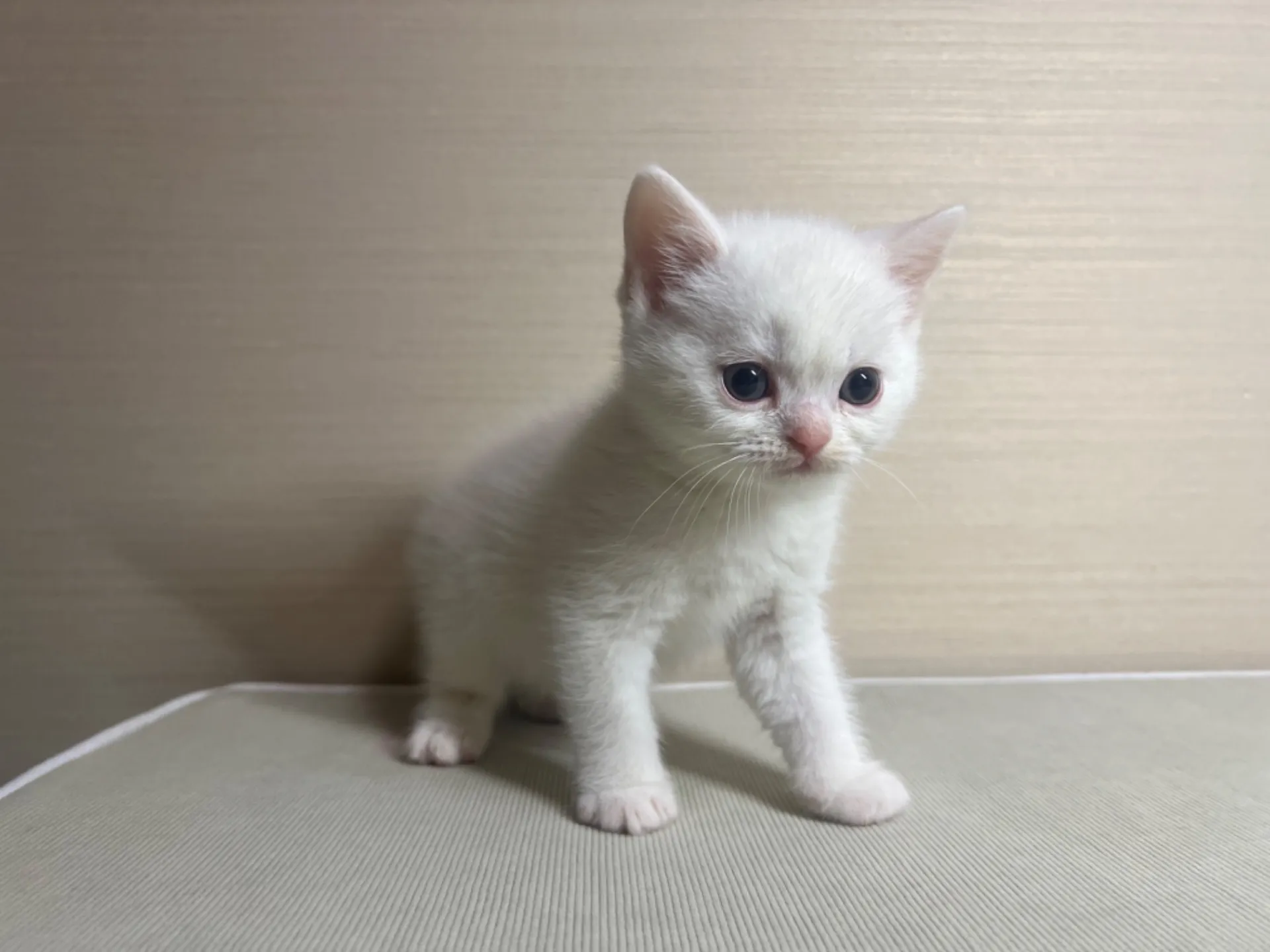 スコティッシュフォールド(10/14生)