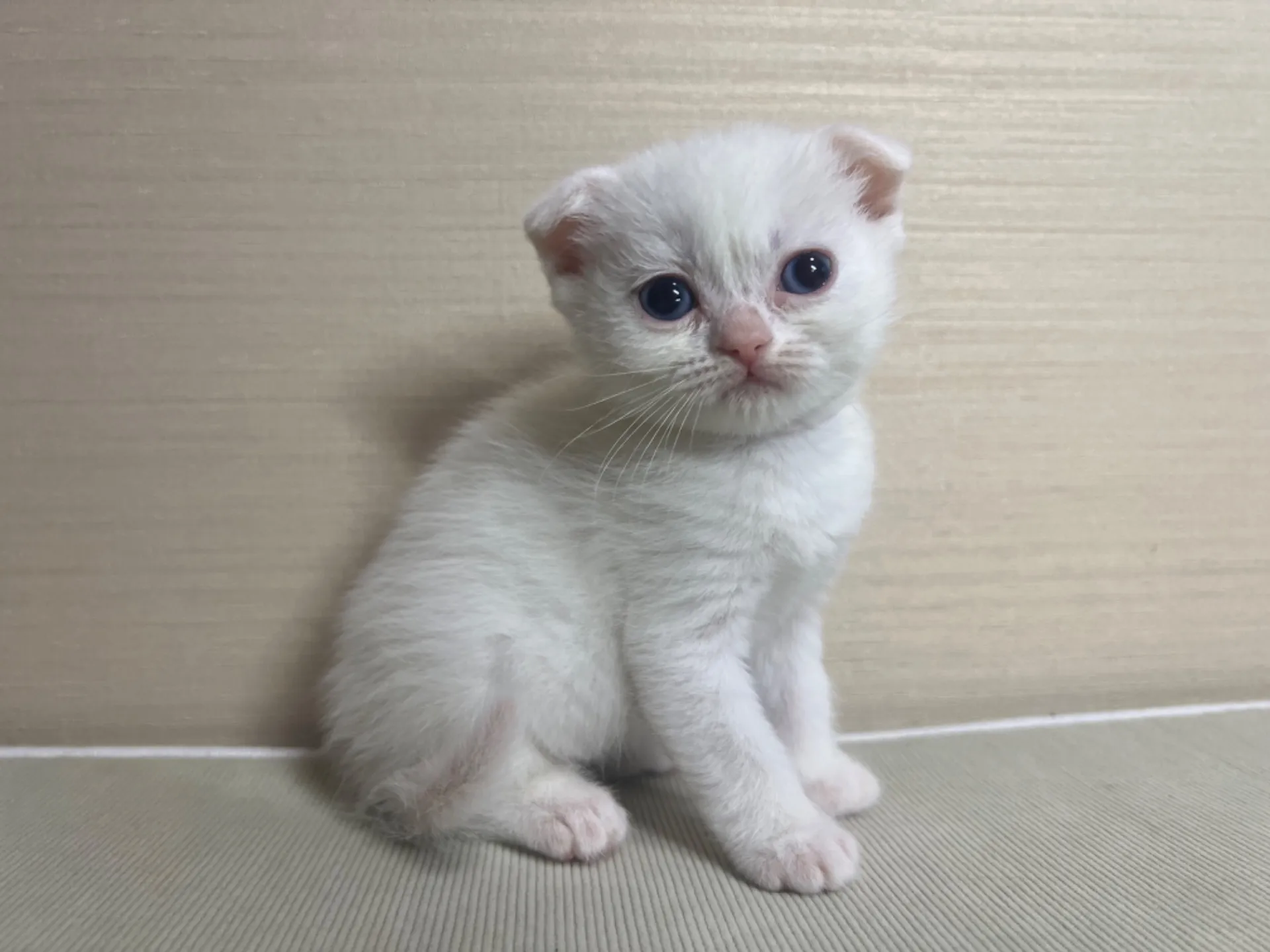 スコティッシュフォールド(10/14生)