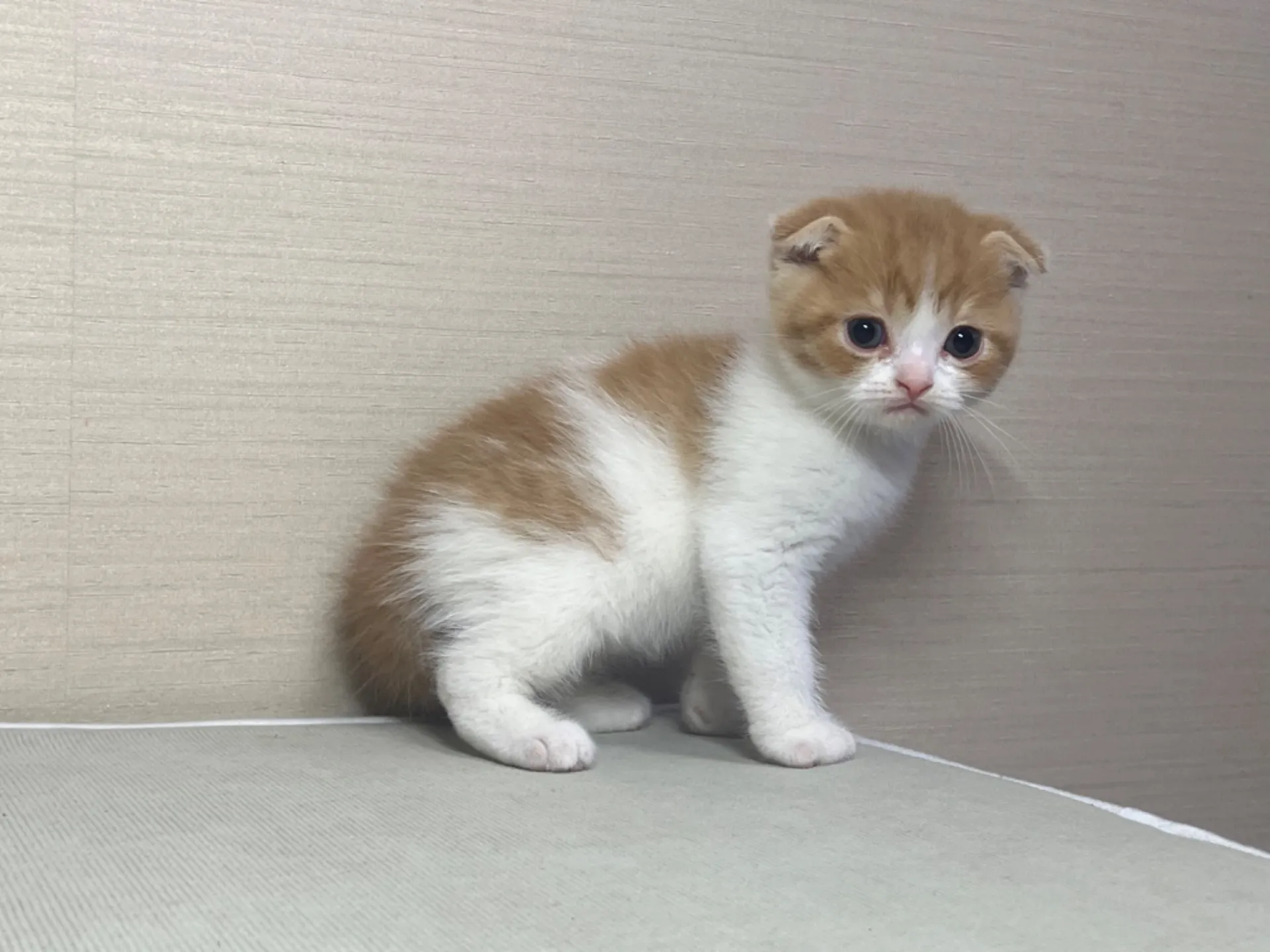 スコティッシュフォールド(10/14生)