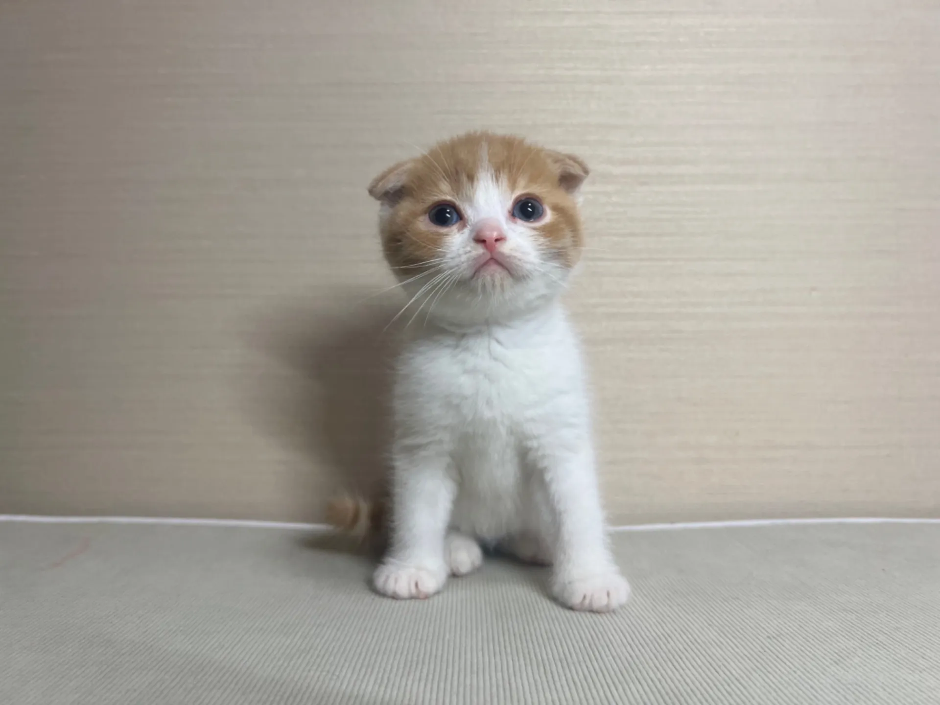 スコティッシュフォールド(10/14生)