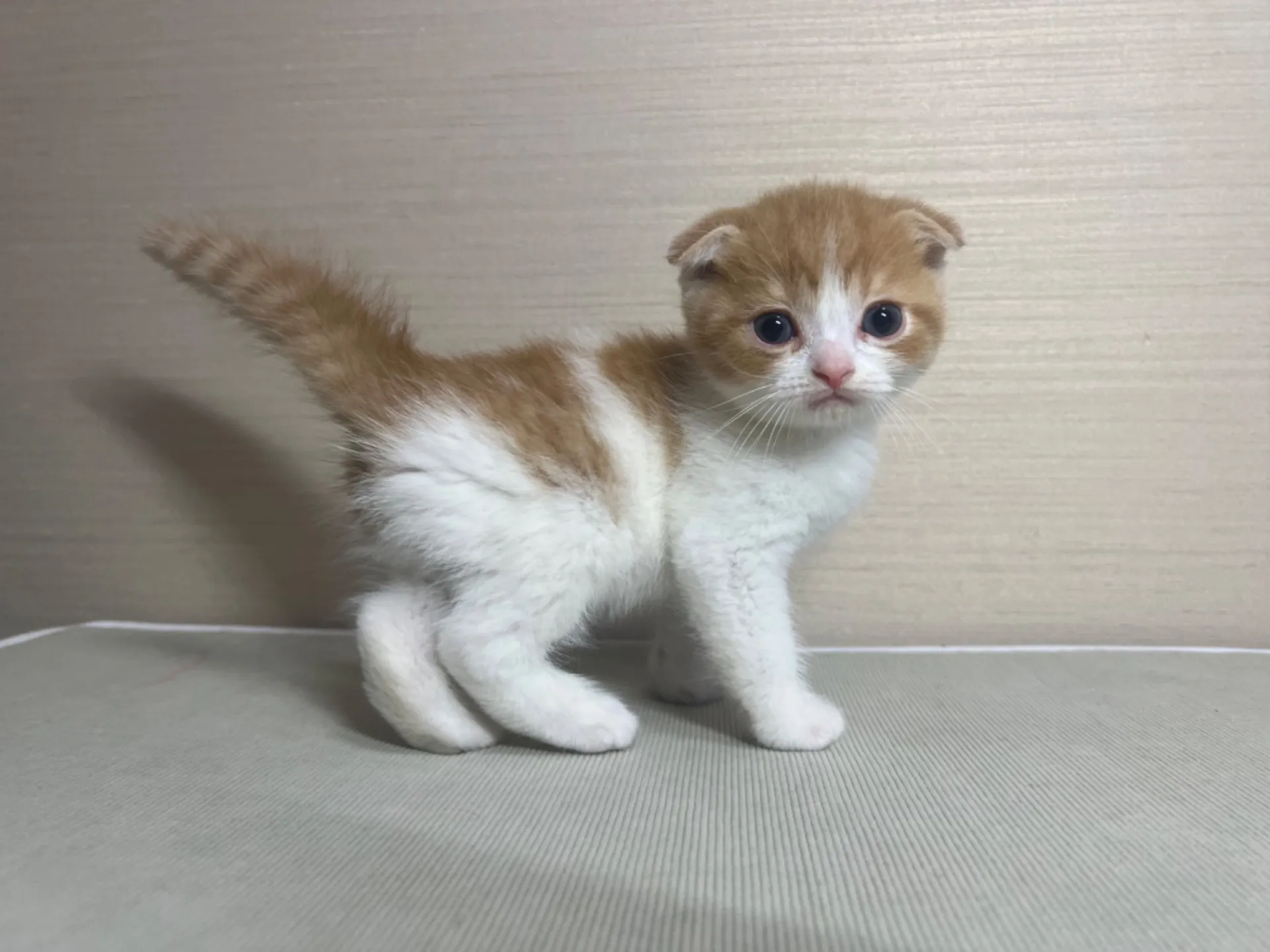 スコティッシュフォールド(10/14生)