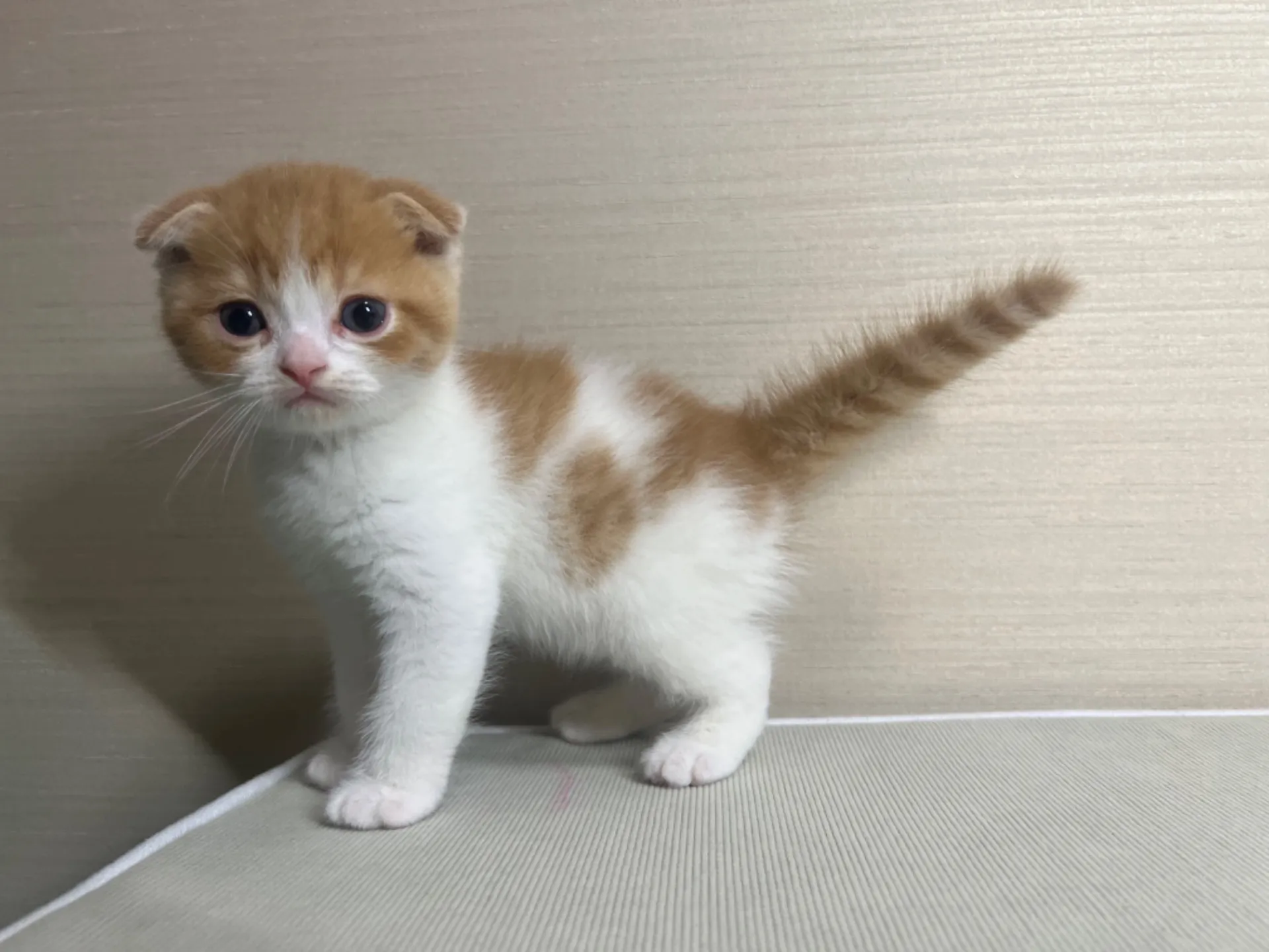 スコティッシュフォールド(10/14生)