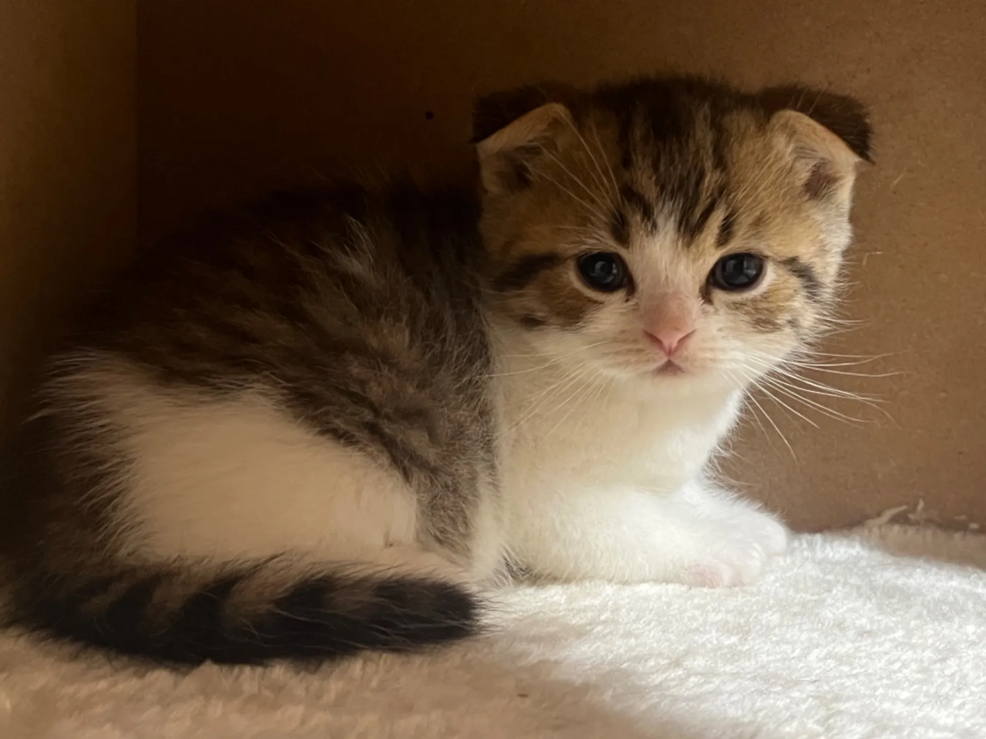 スコティッシュフォールド(10/14生)