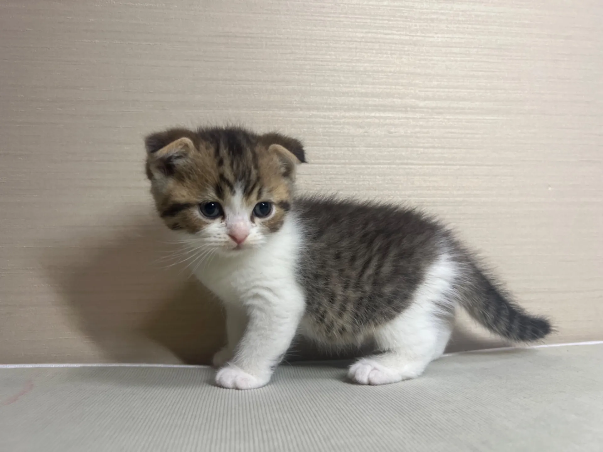 スコティッシュフォールド(10/14生)