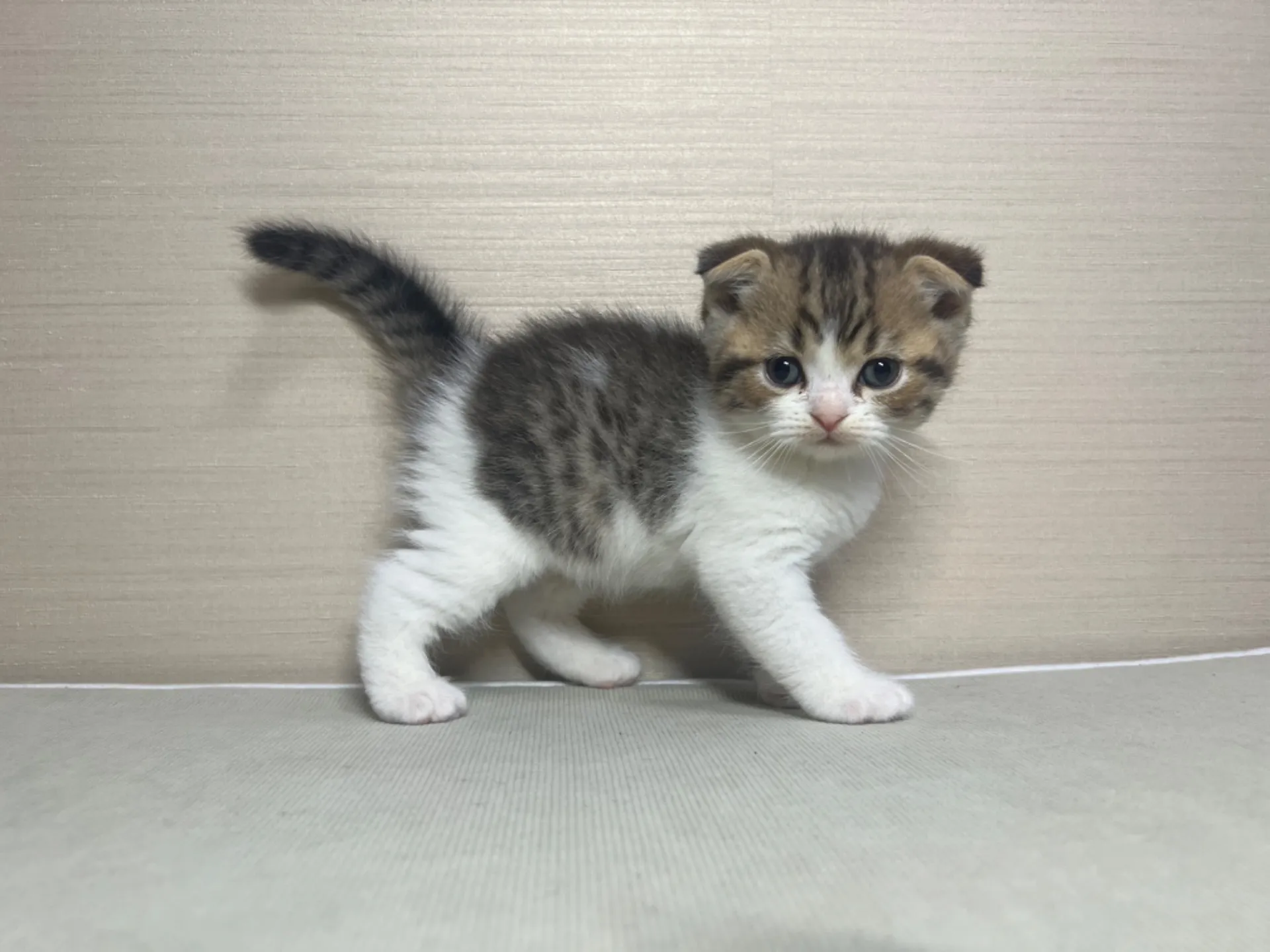 スコティッシュフォールド(10/14生)