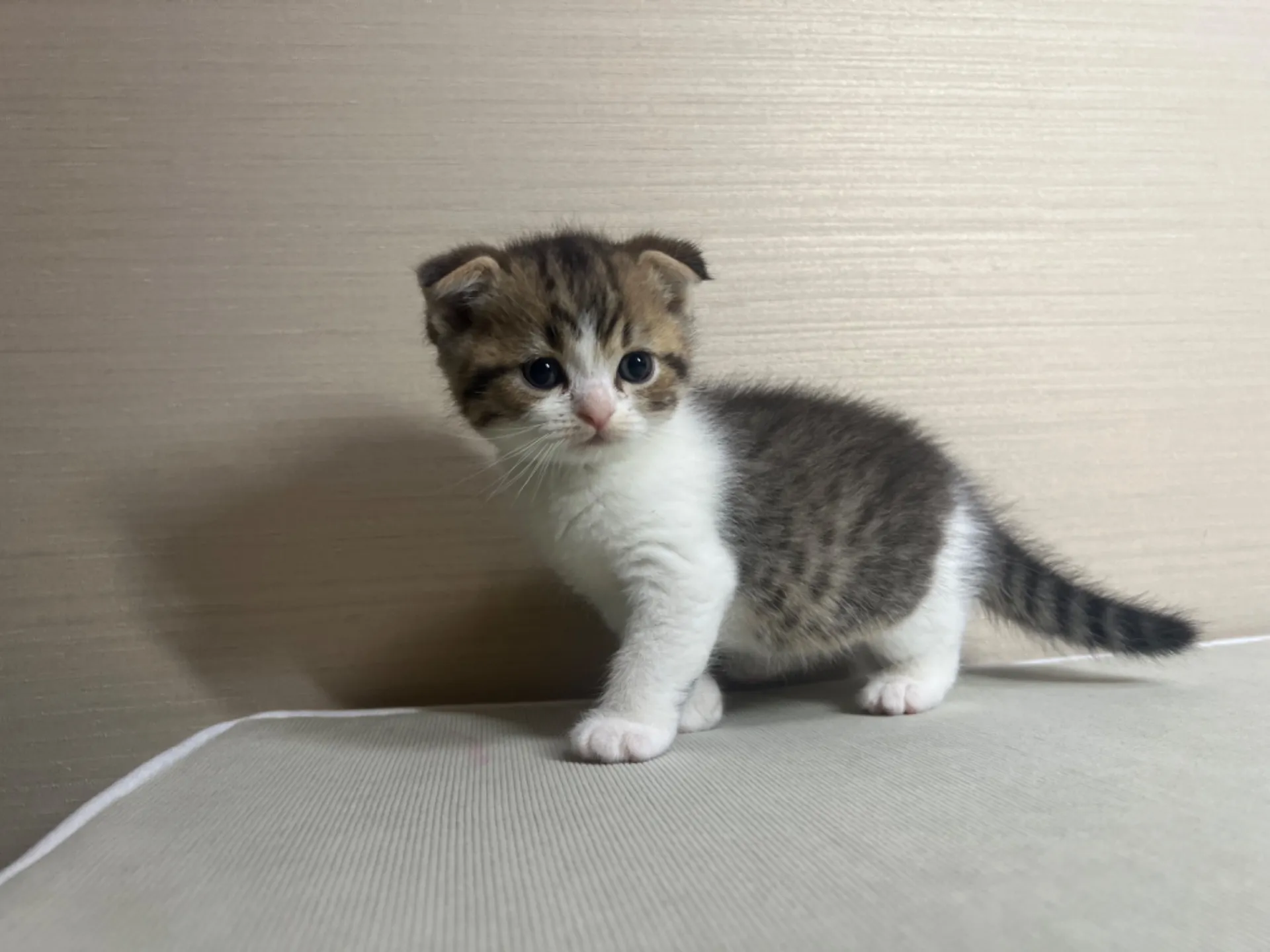 スコティッシュフォールド(10/14生)