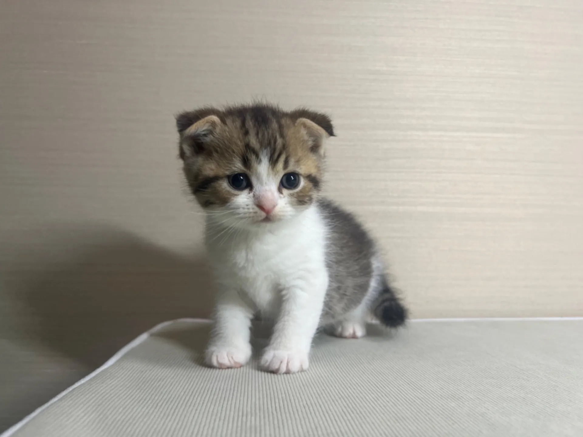 スコティッシュフォールド(10/14生)