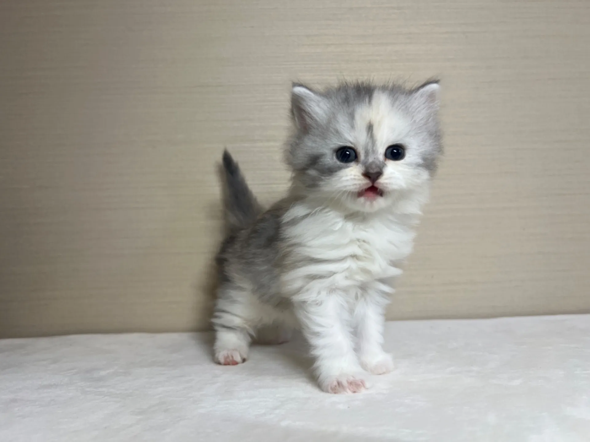 スコティッシュフォールド(10/13生)