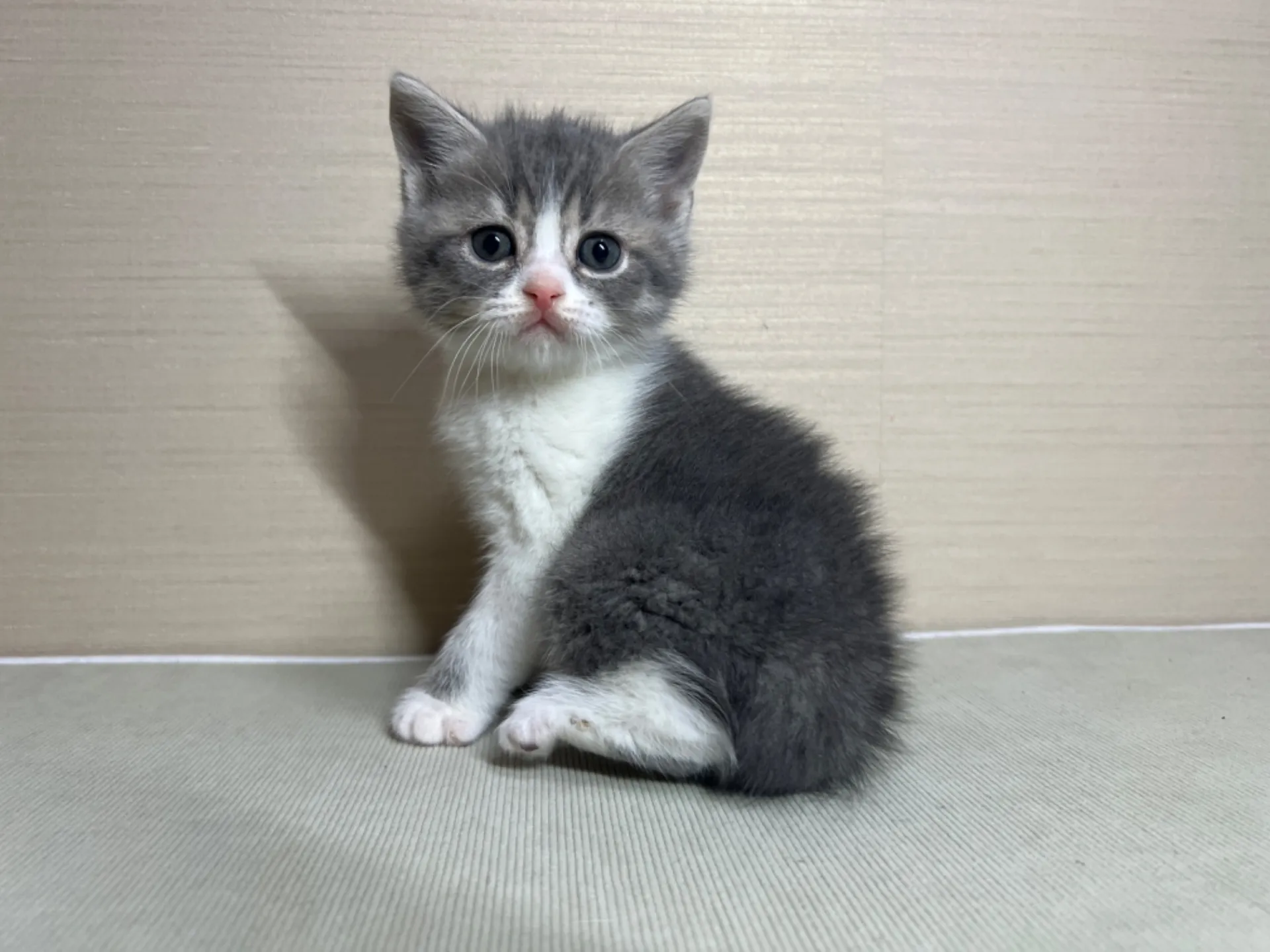 スコティッシュフォールド(11/24生)