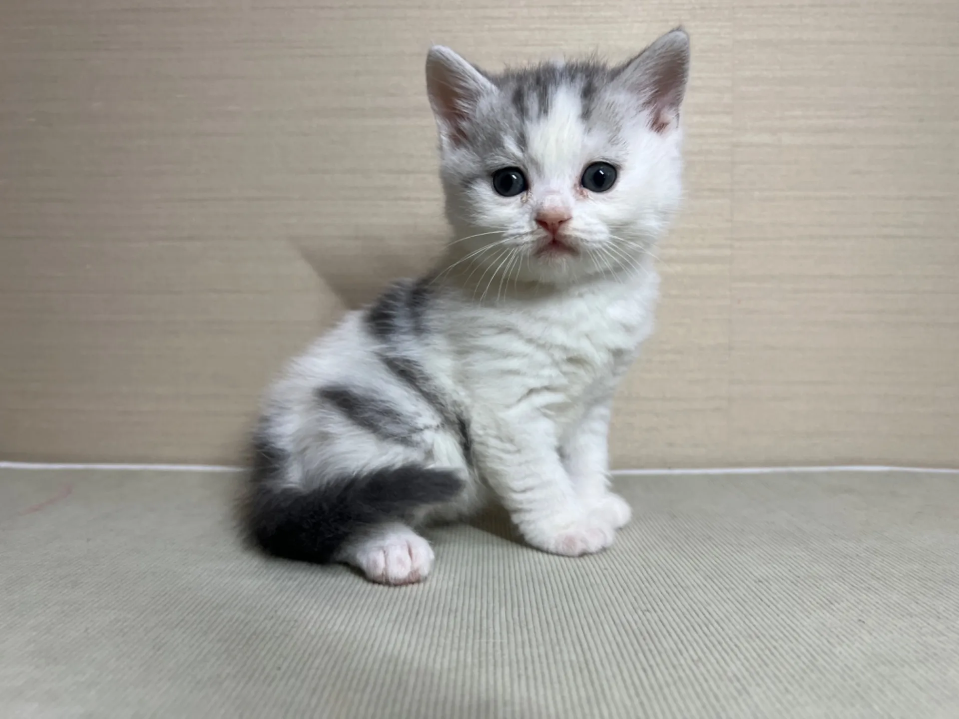 スコティッシュフォールド(11/24生)