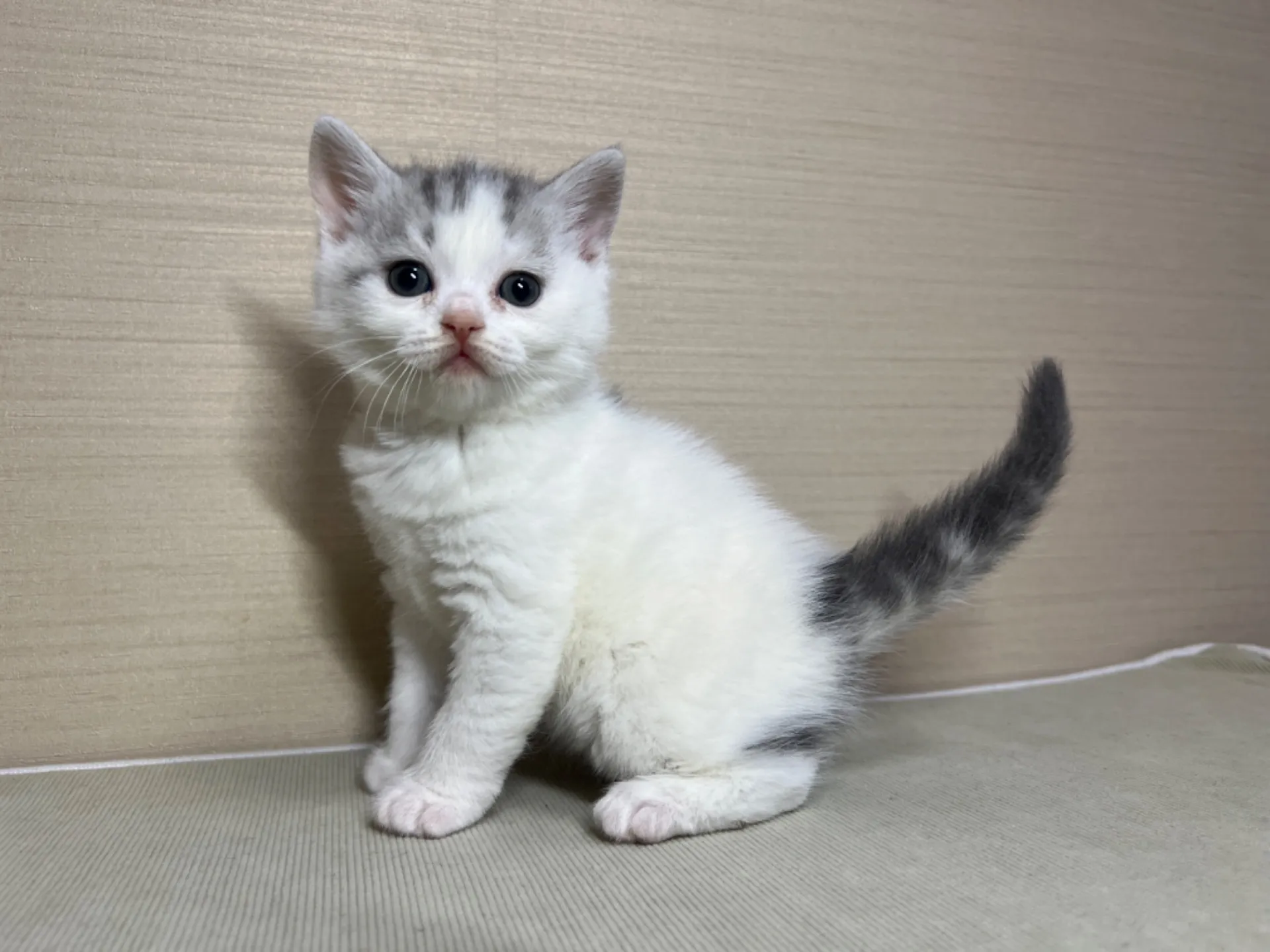 スコティッシュフォールド(11/24生)