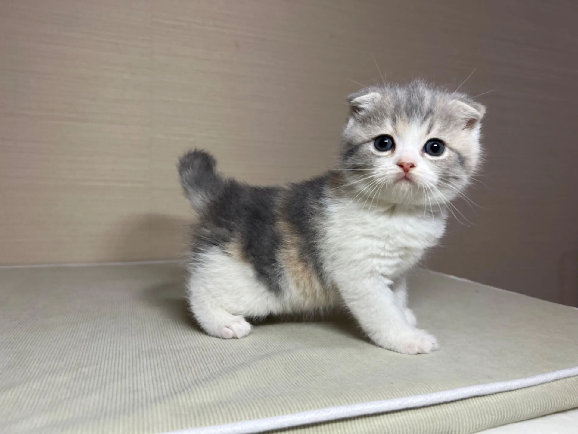 スコティッシュフォールド(11/24生)