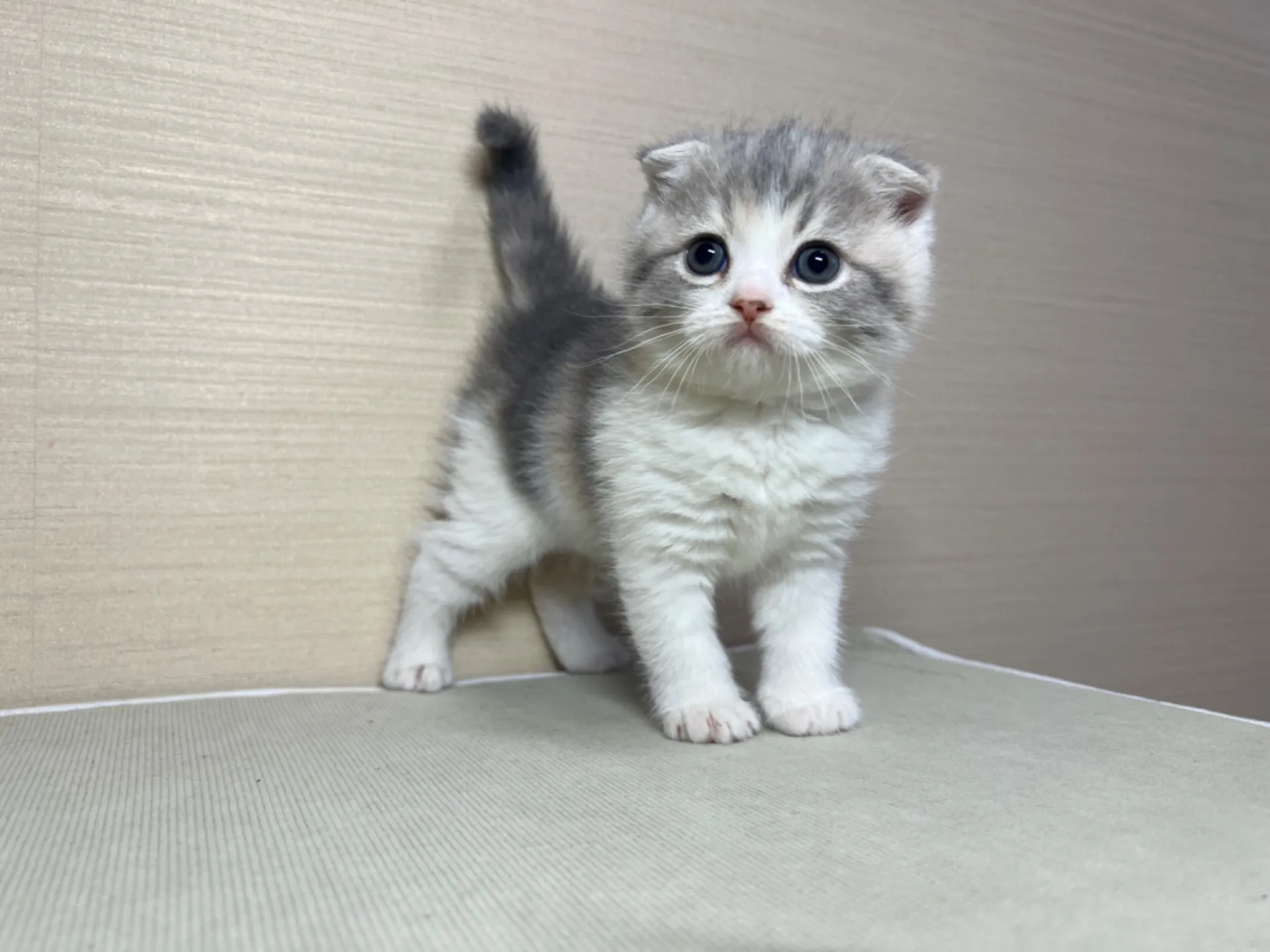 スコティッシュフォールド(11/24生)