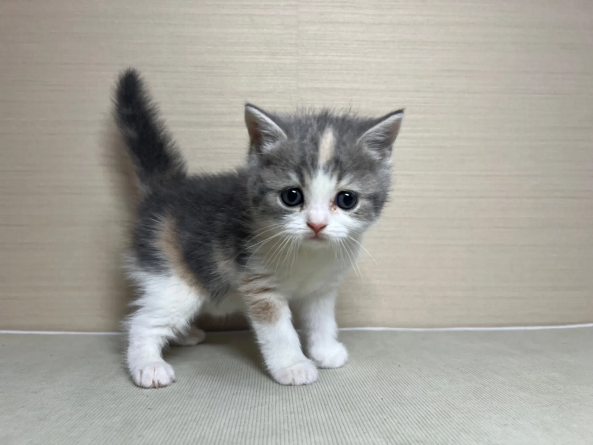 スコティッシュフォールド(11/24生)