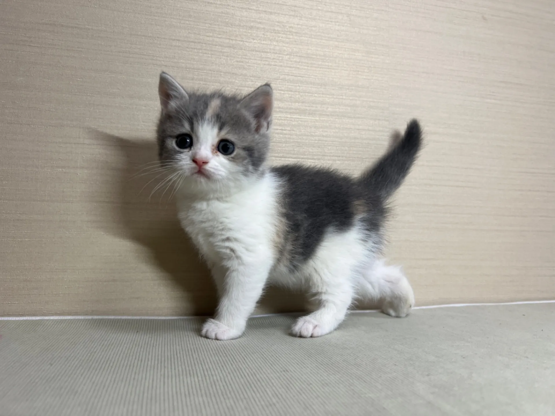 スコティッシュフォールド(11/24生)