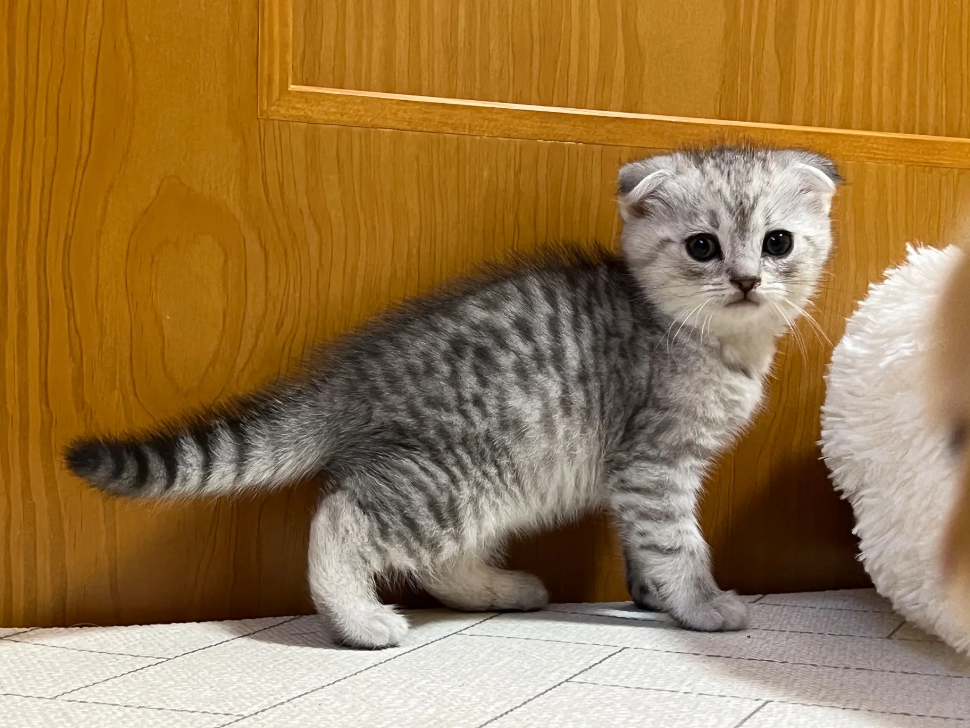 スコティッシュフォールド(12/1生)