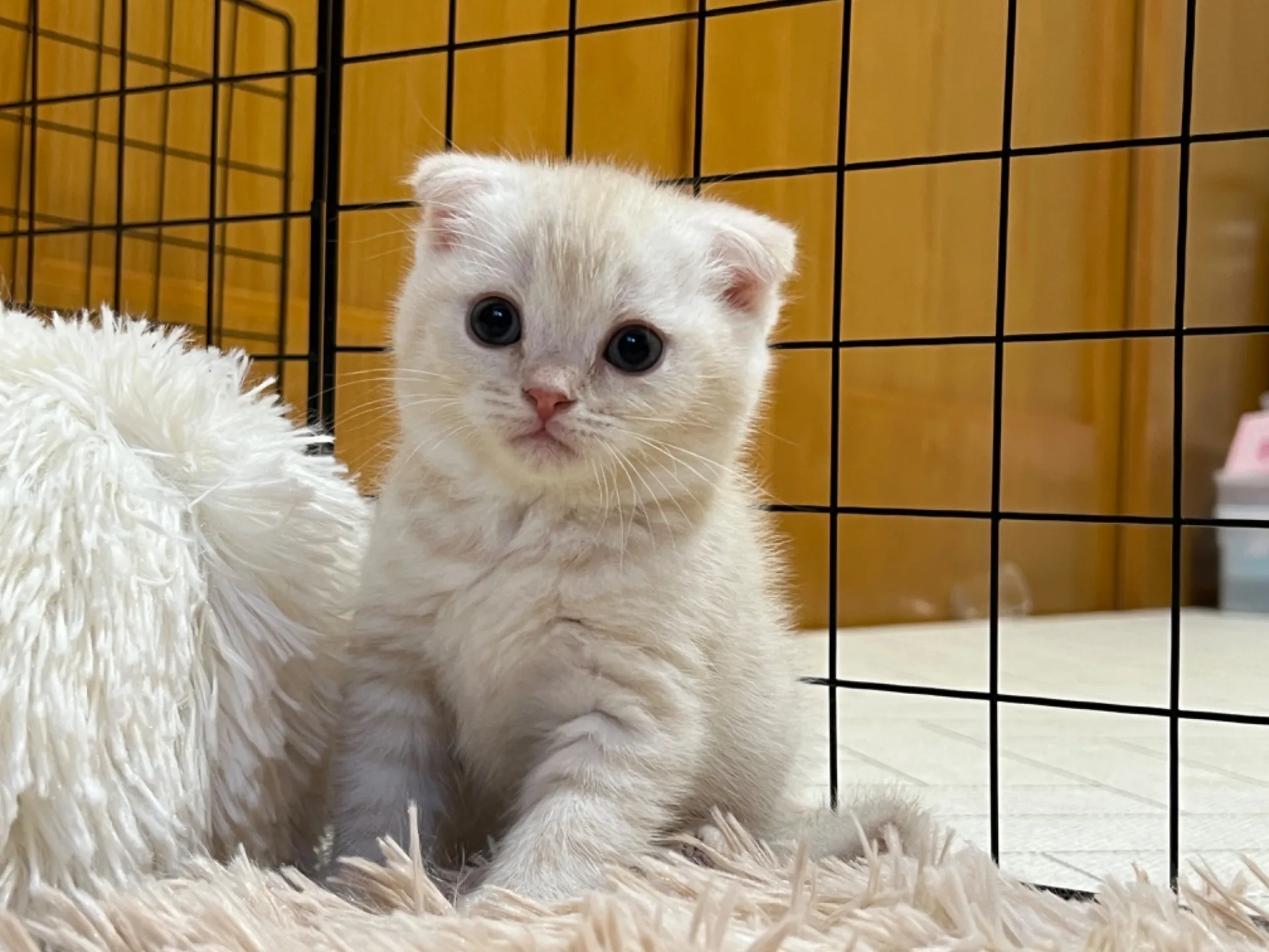 スコティッシュフォールド(12/1生)