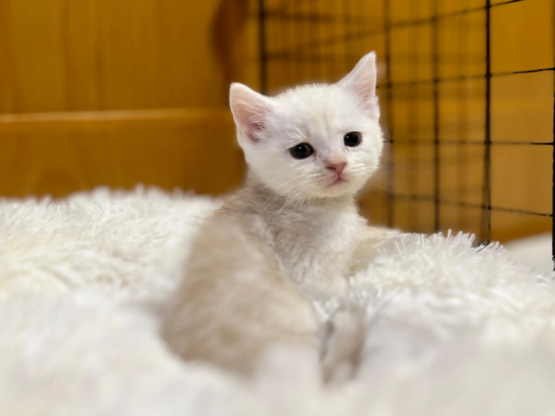 スコティッシュフォールド(12/1生)