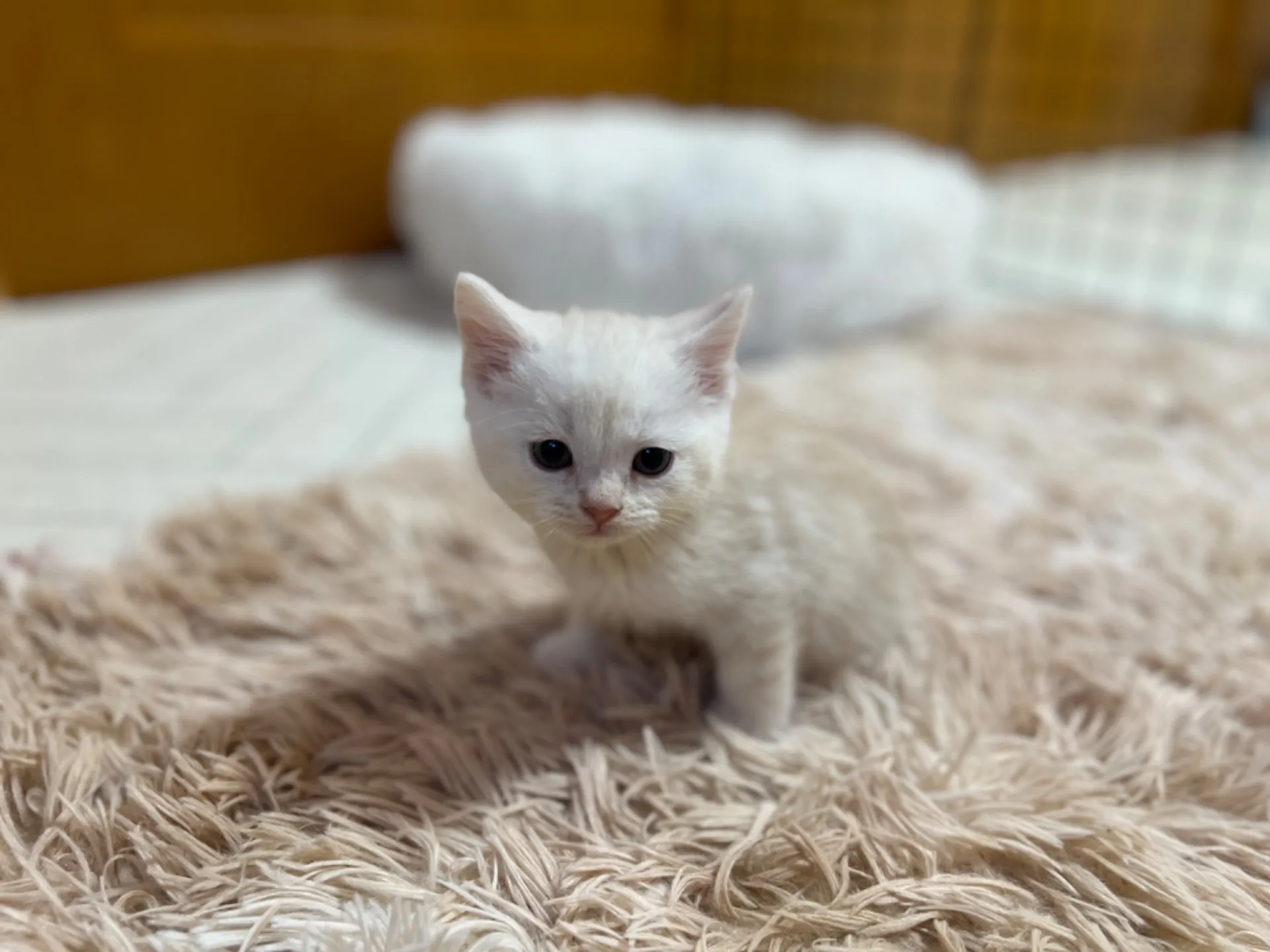 スコティッシュフォールド(12/1生)