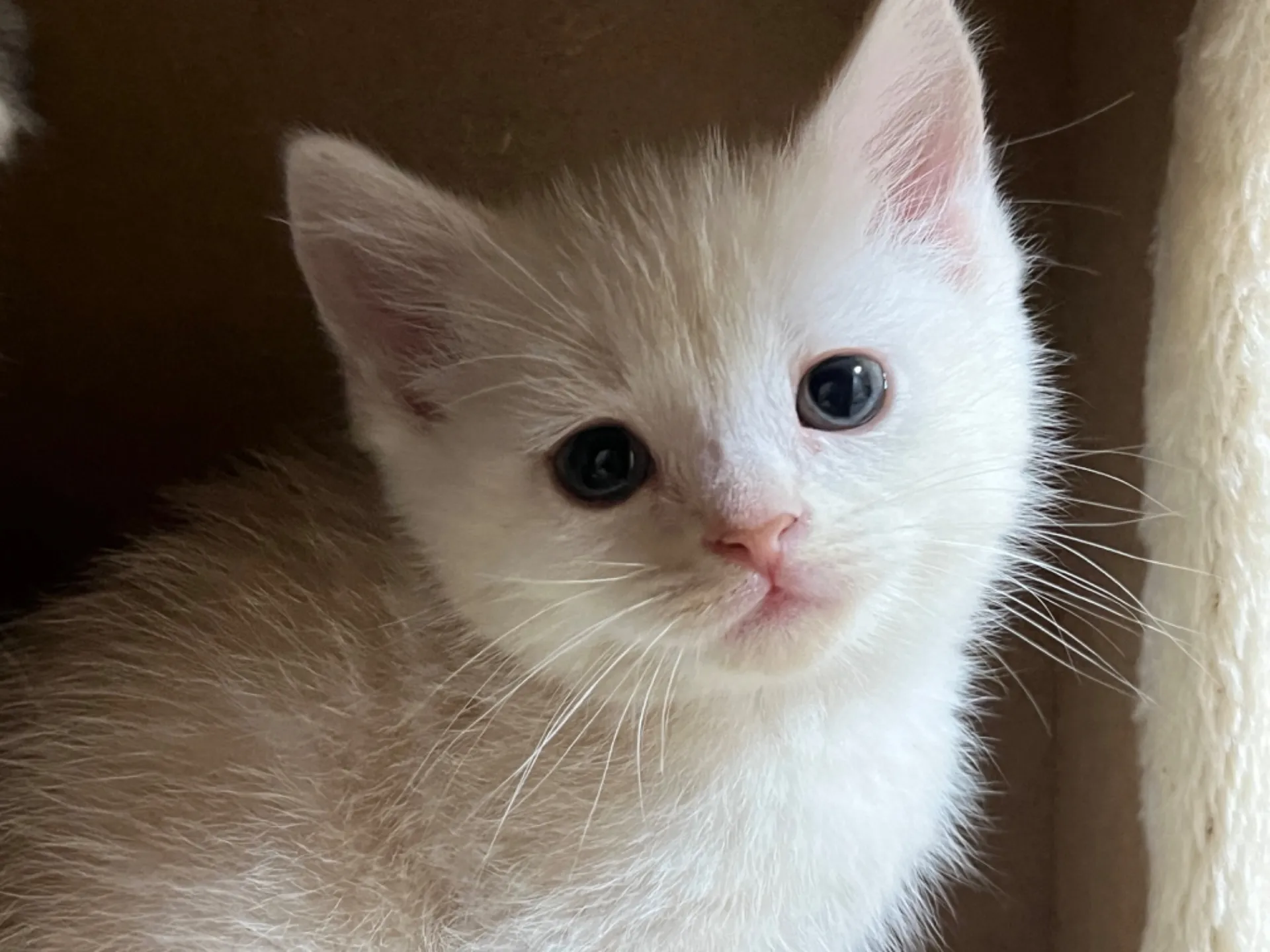 スコティッシュフォールド(12/1生)