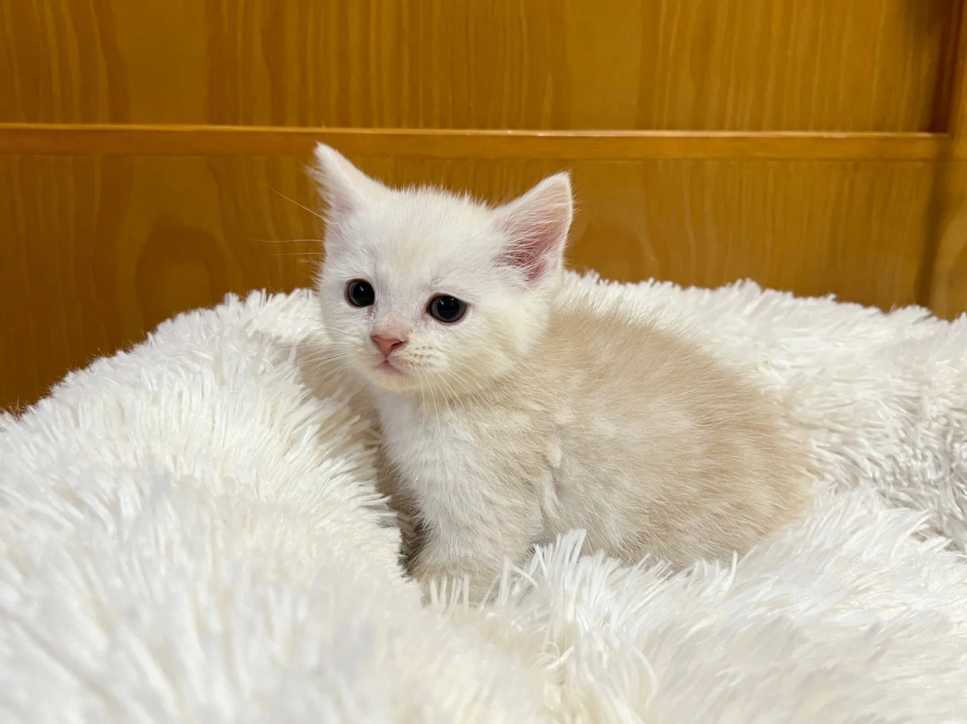 スコティッシュフォールド(12/1生)