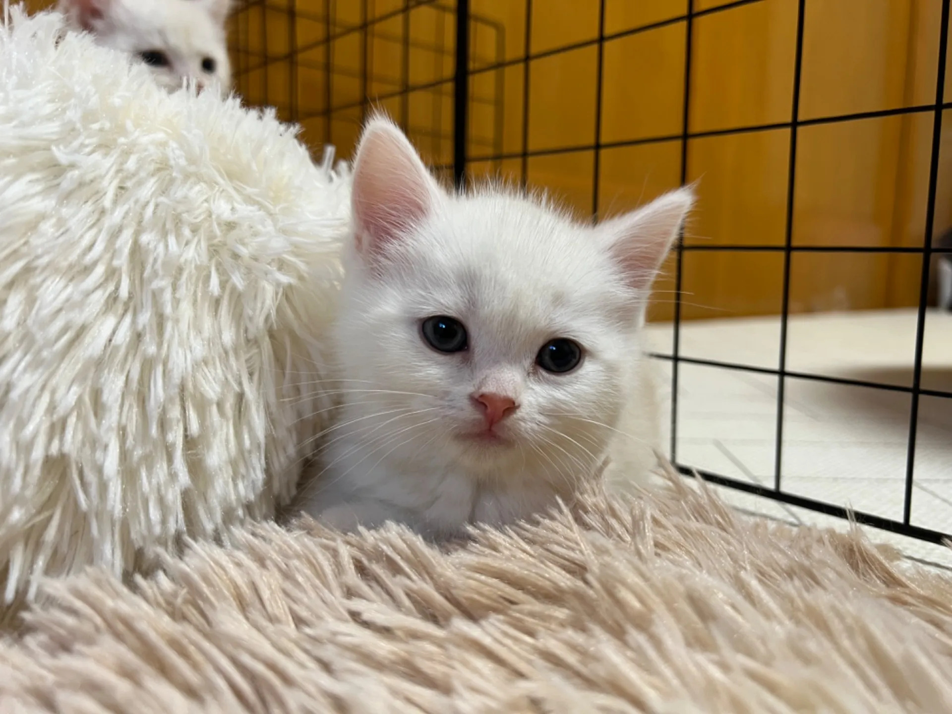 スコティッシュフォールド(12/1生)