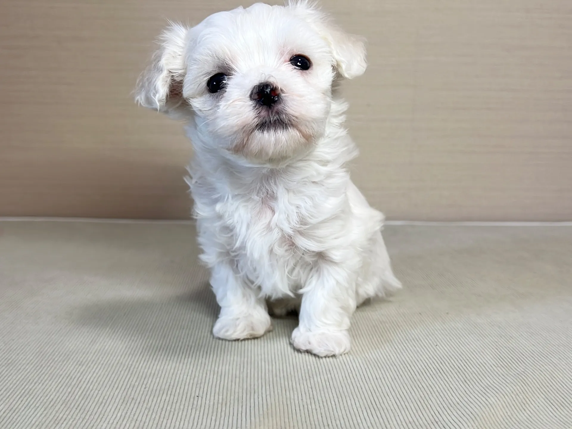 マルチーズ(11/19)