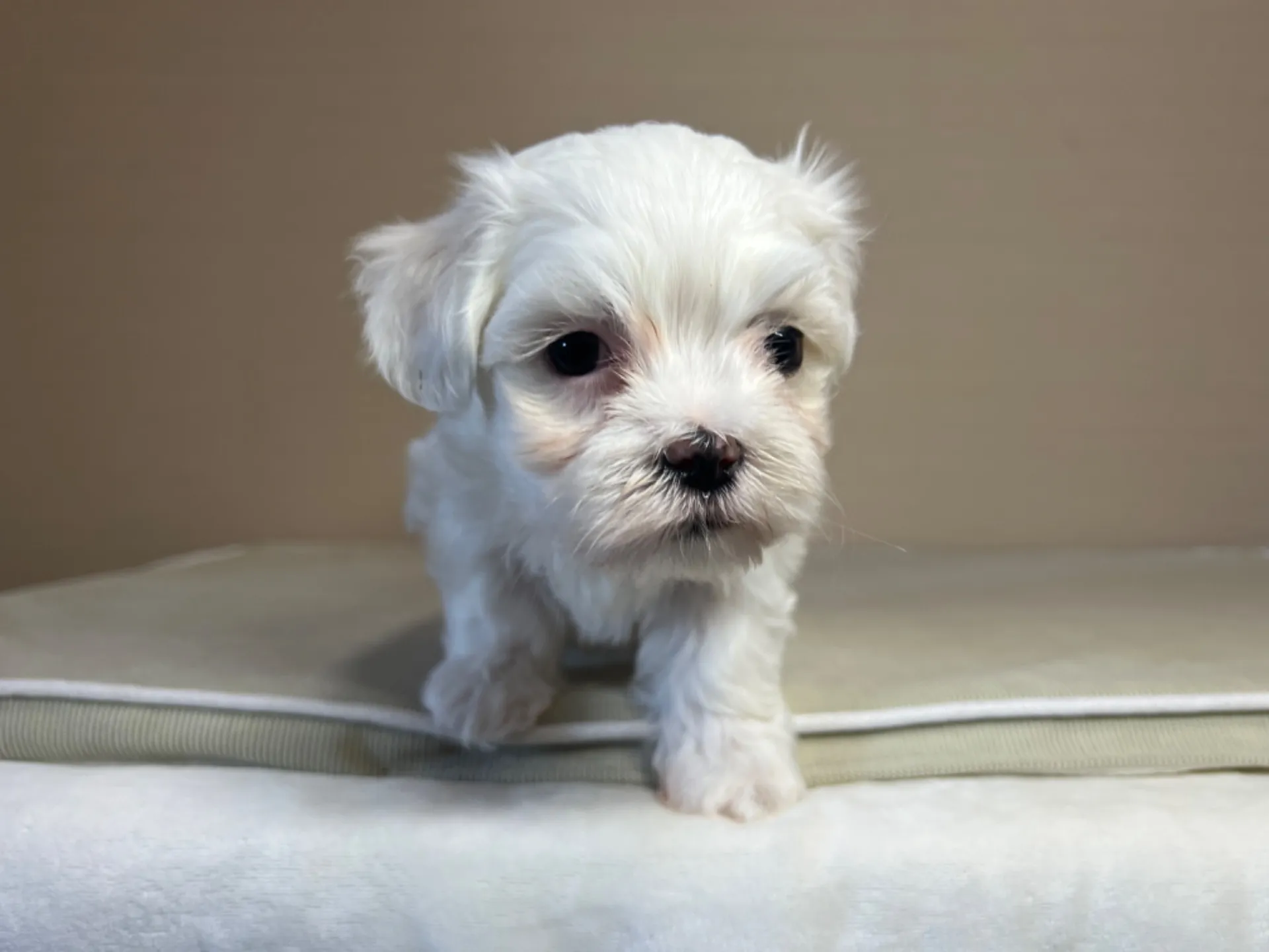 マルチーズ(11/19)