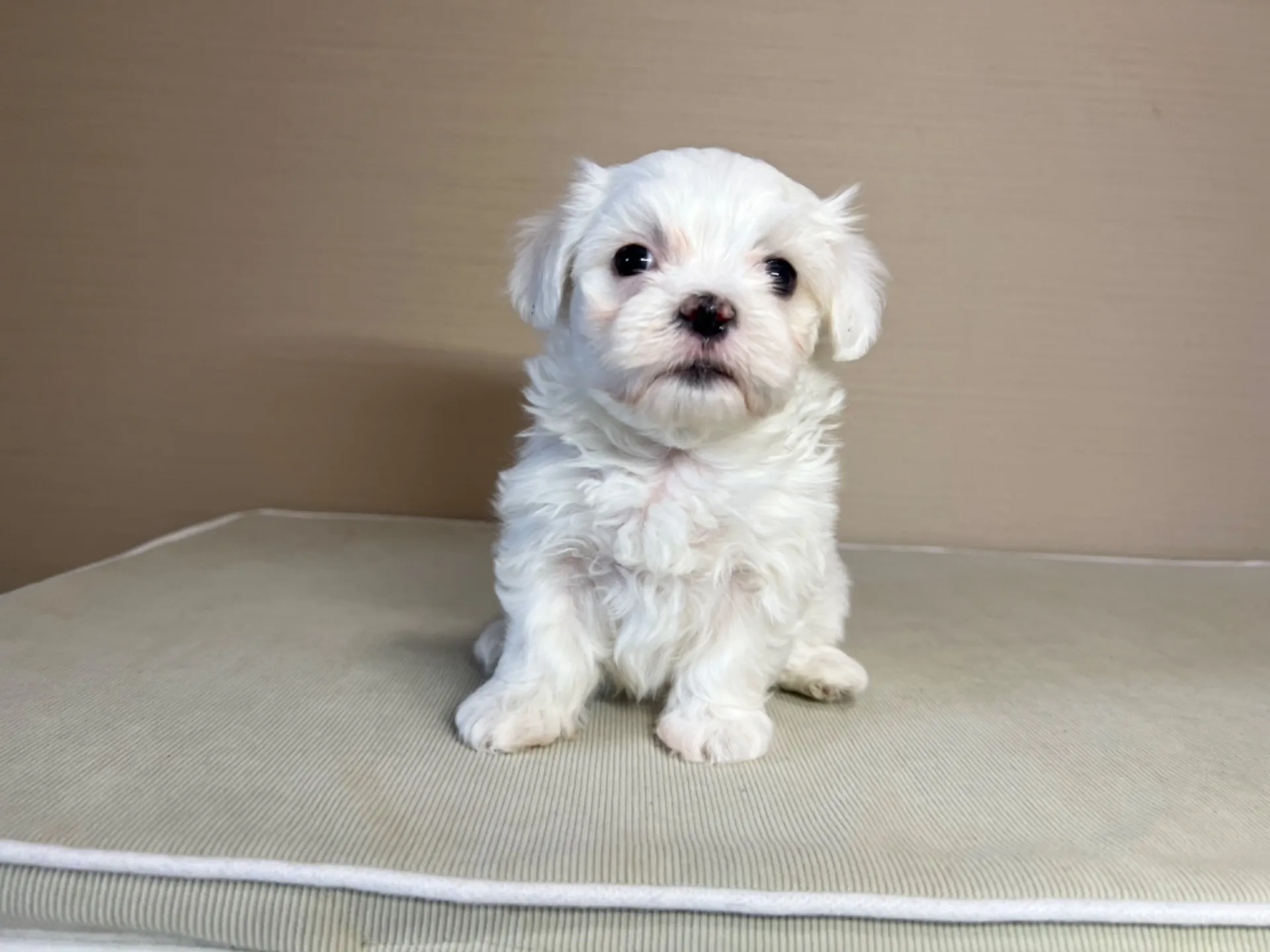 マルチーズ(11/19)