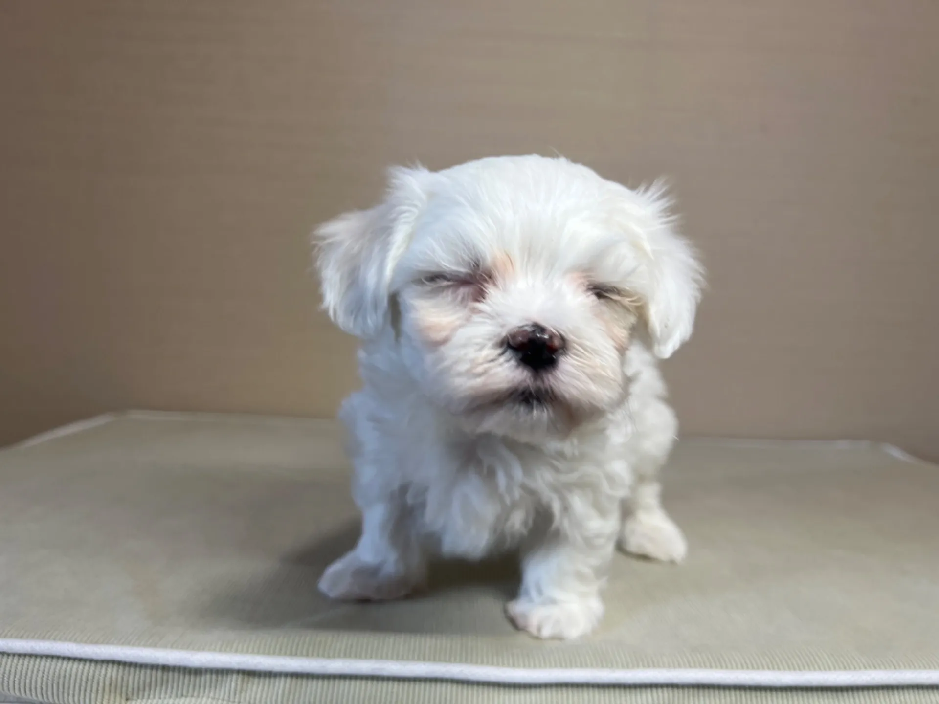 マルチーズ(11/19)