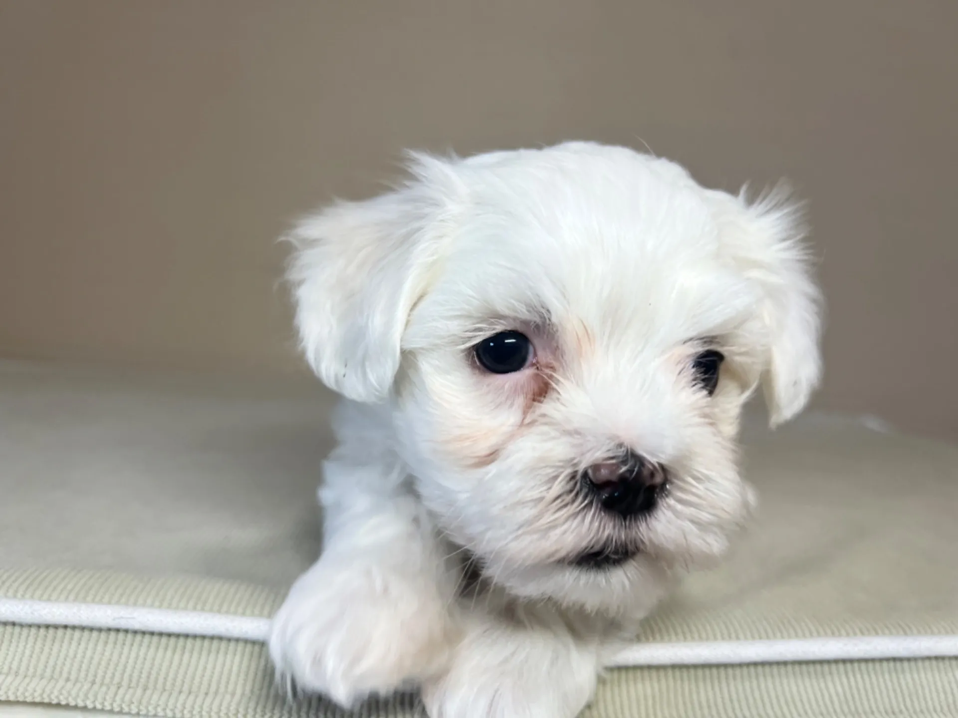 マルチーズ(11/19)