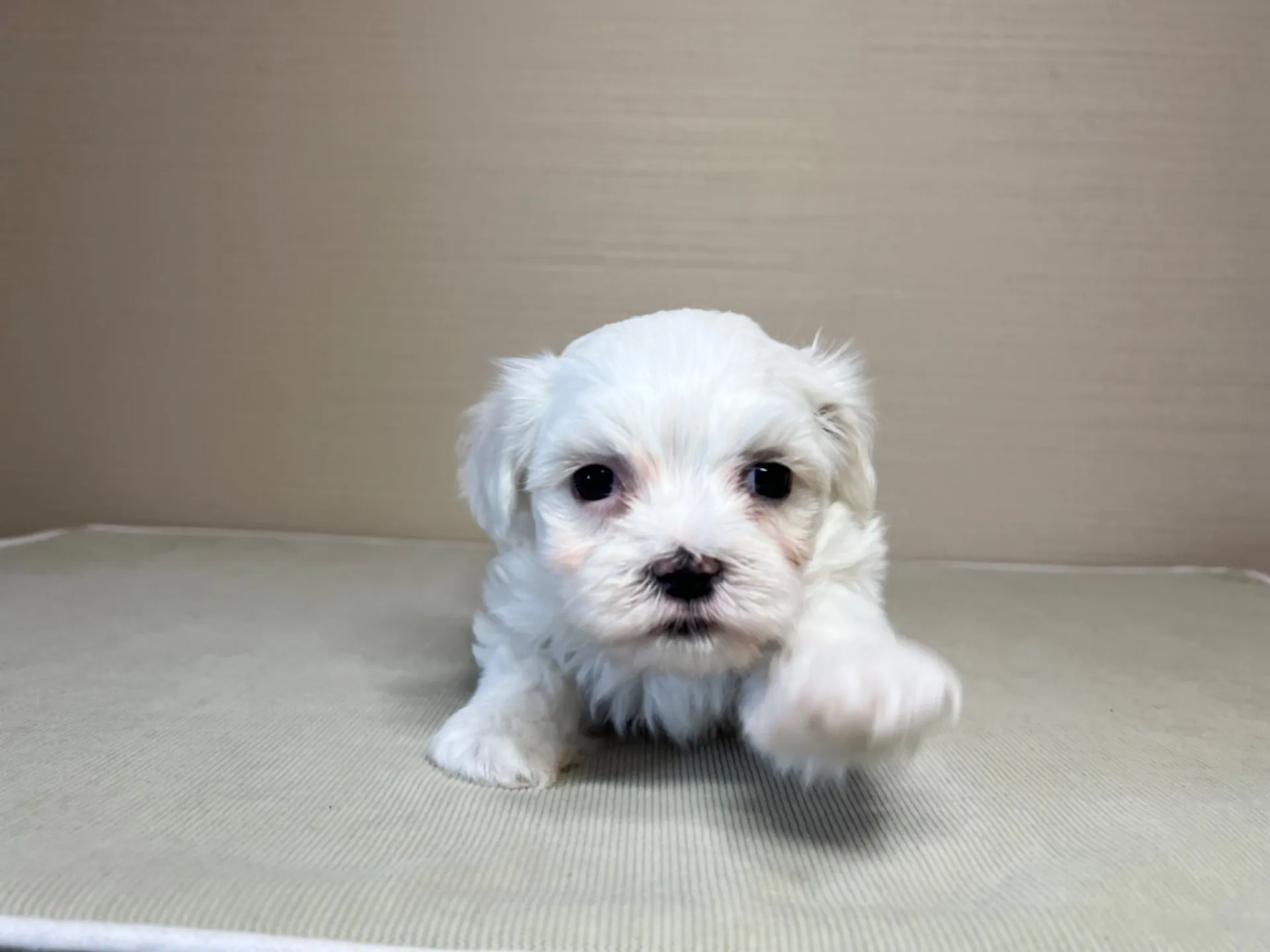 マルチーズ(11/19)