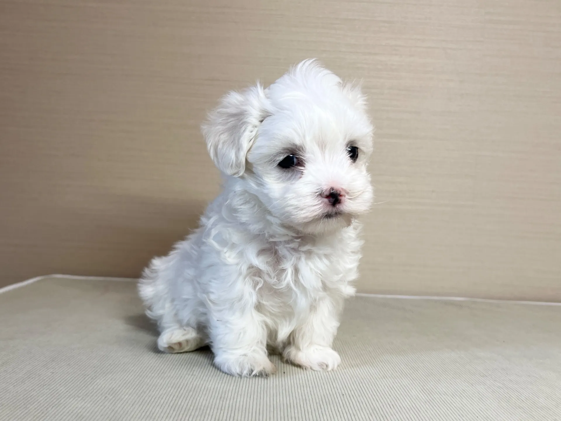 マルチーズ(11/19)