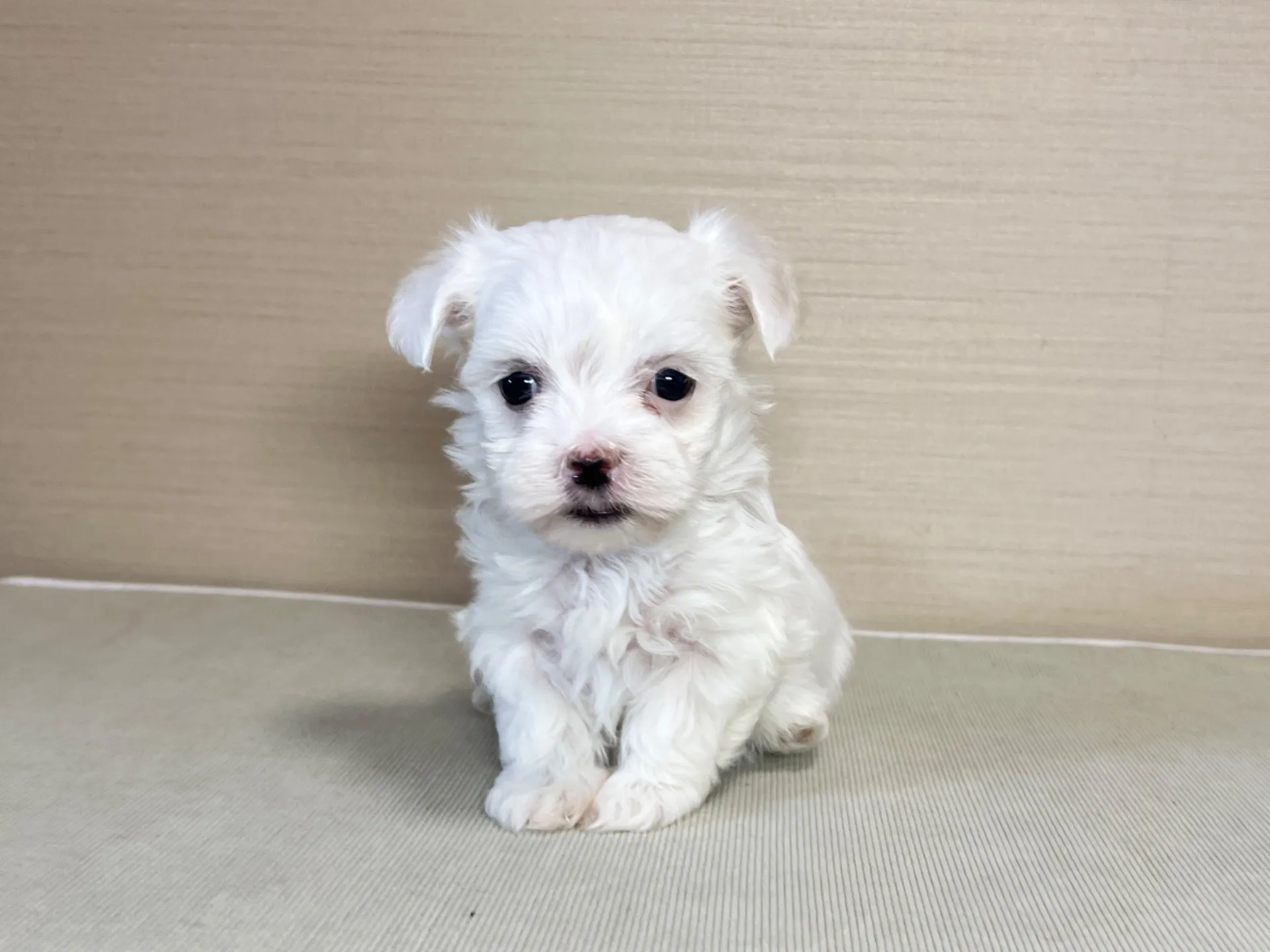 マルチーズ(11/19)