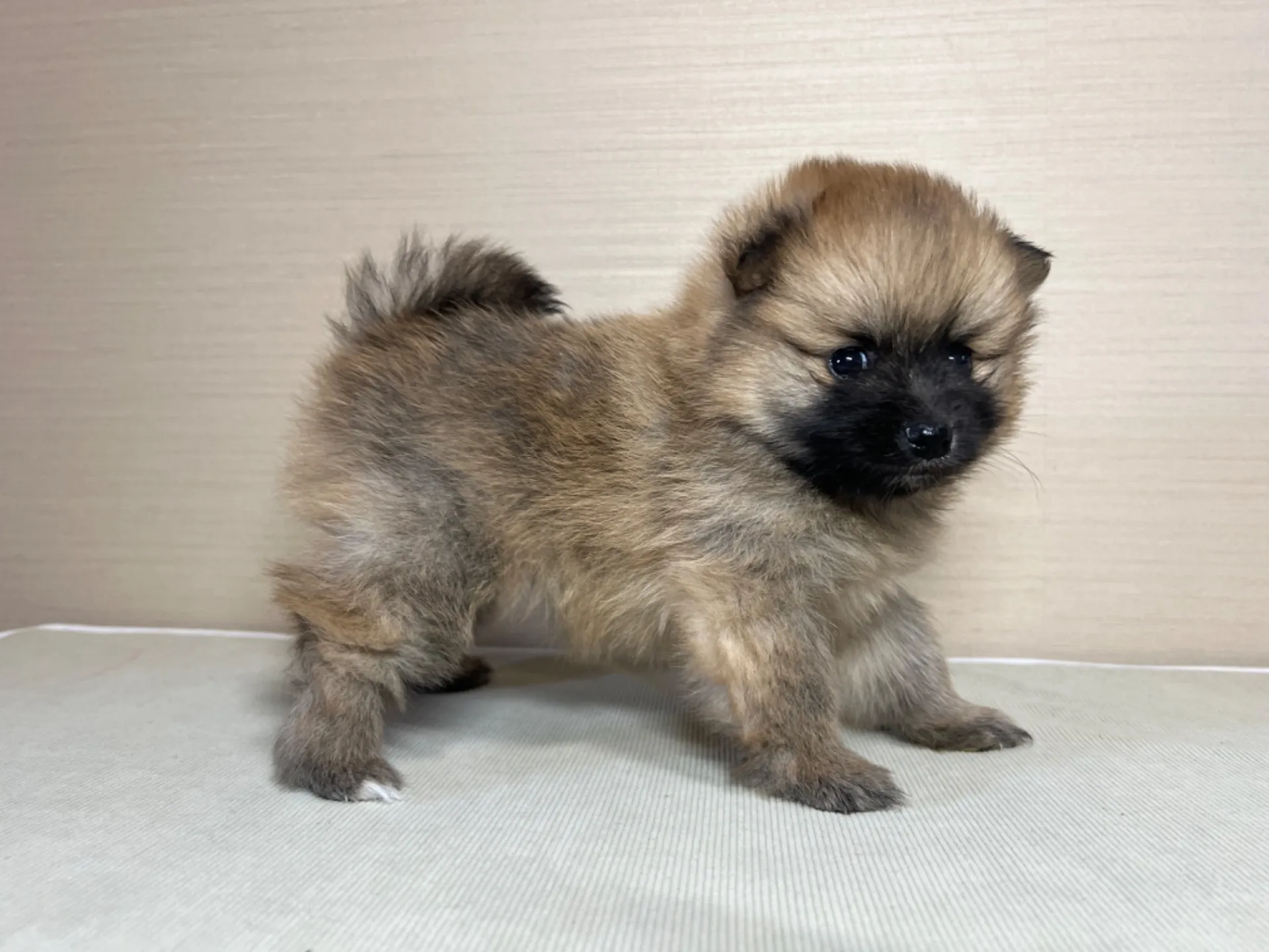 ポメラニアン(11/19)