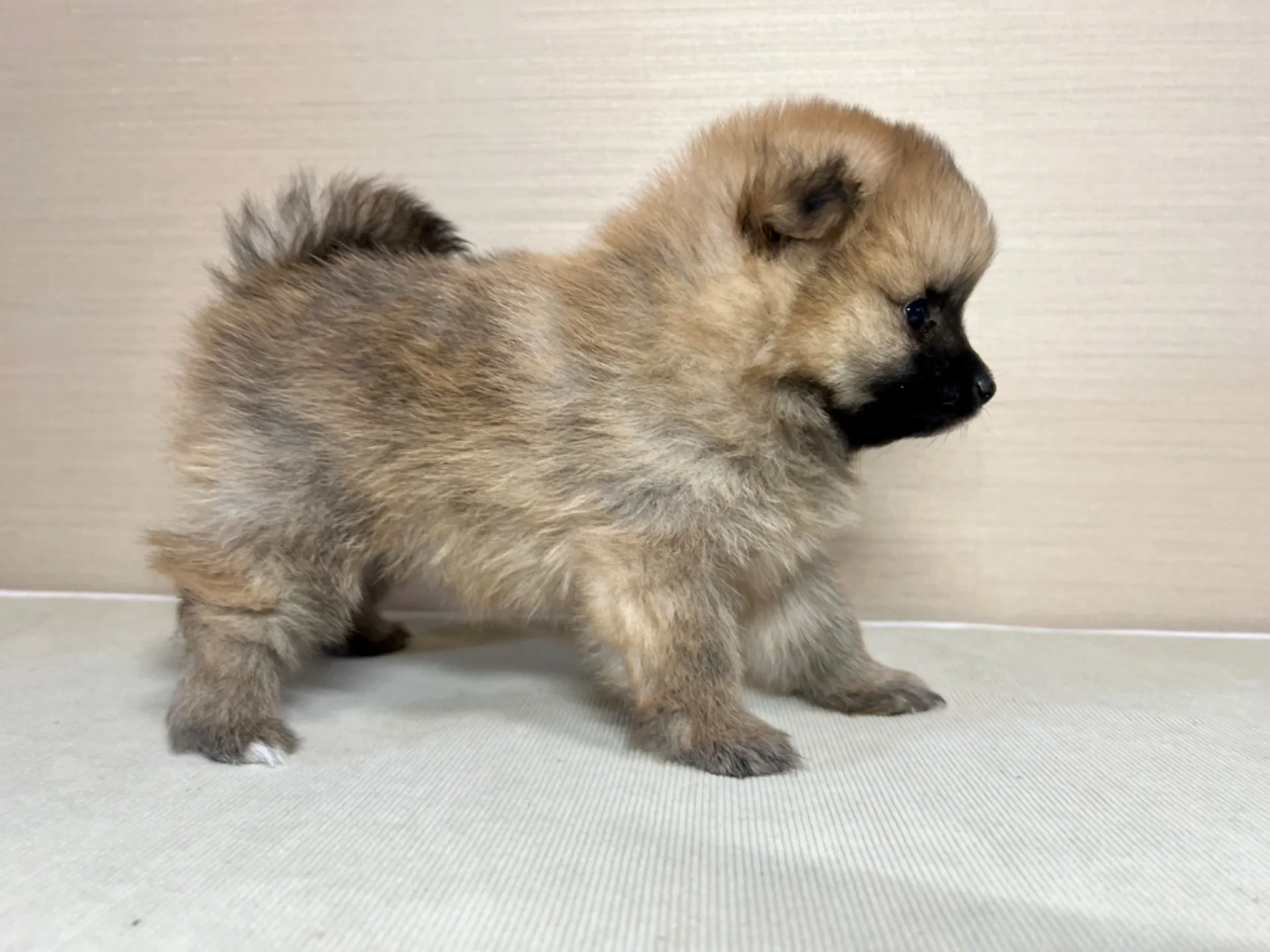 ポメラニアン(11/19)