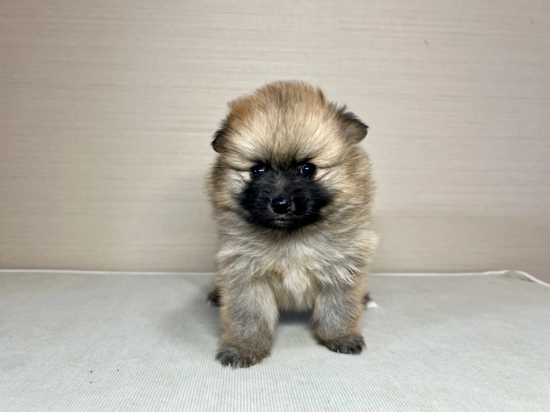 ポメラニアン(11/19)