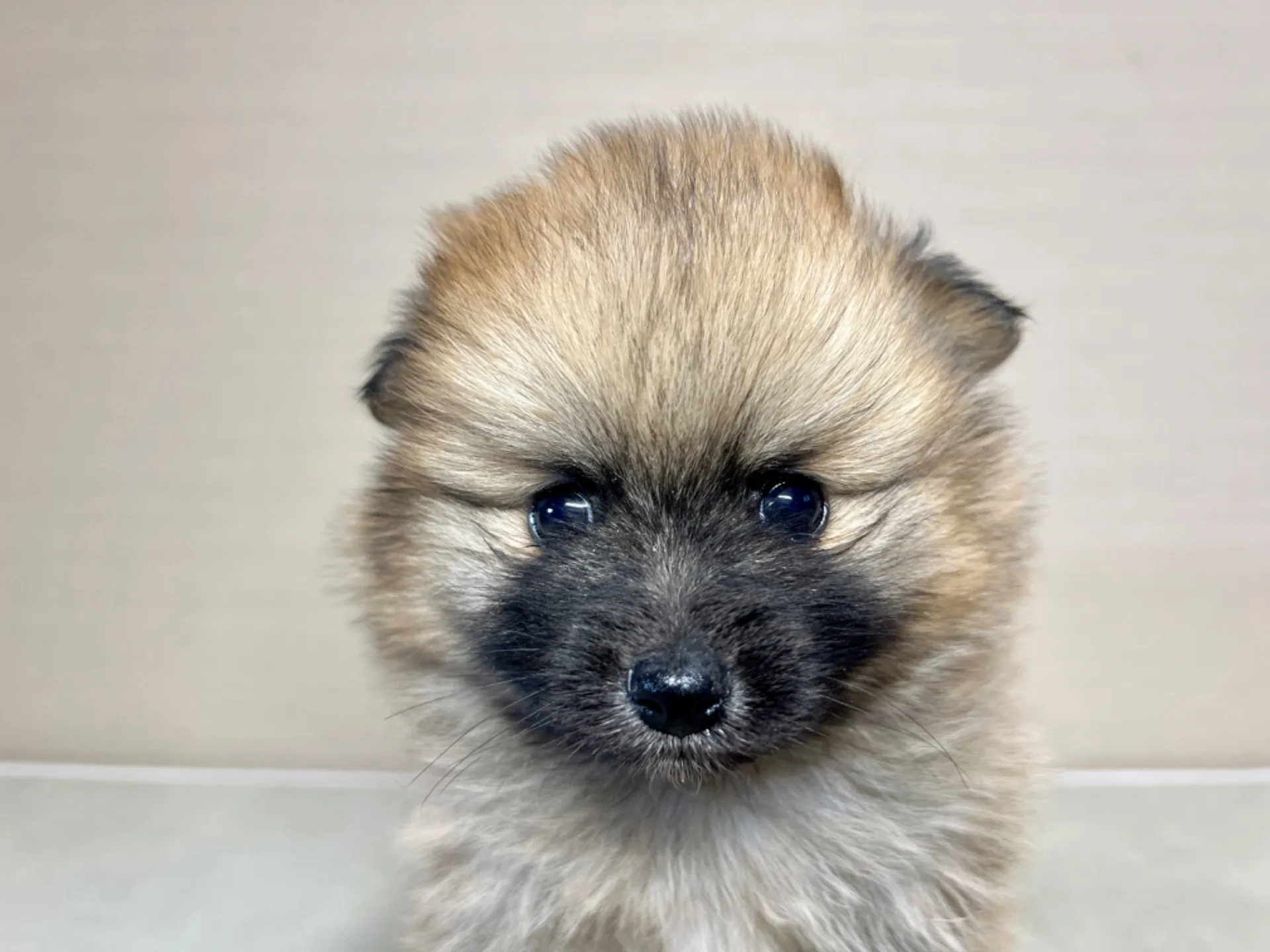 ポメラニアン(11/19)