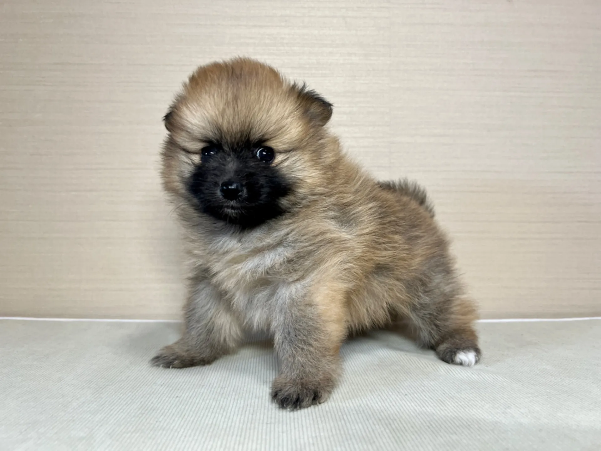 ポメラニアン(11/19)