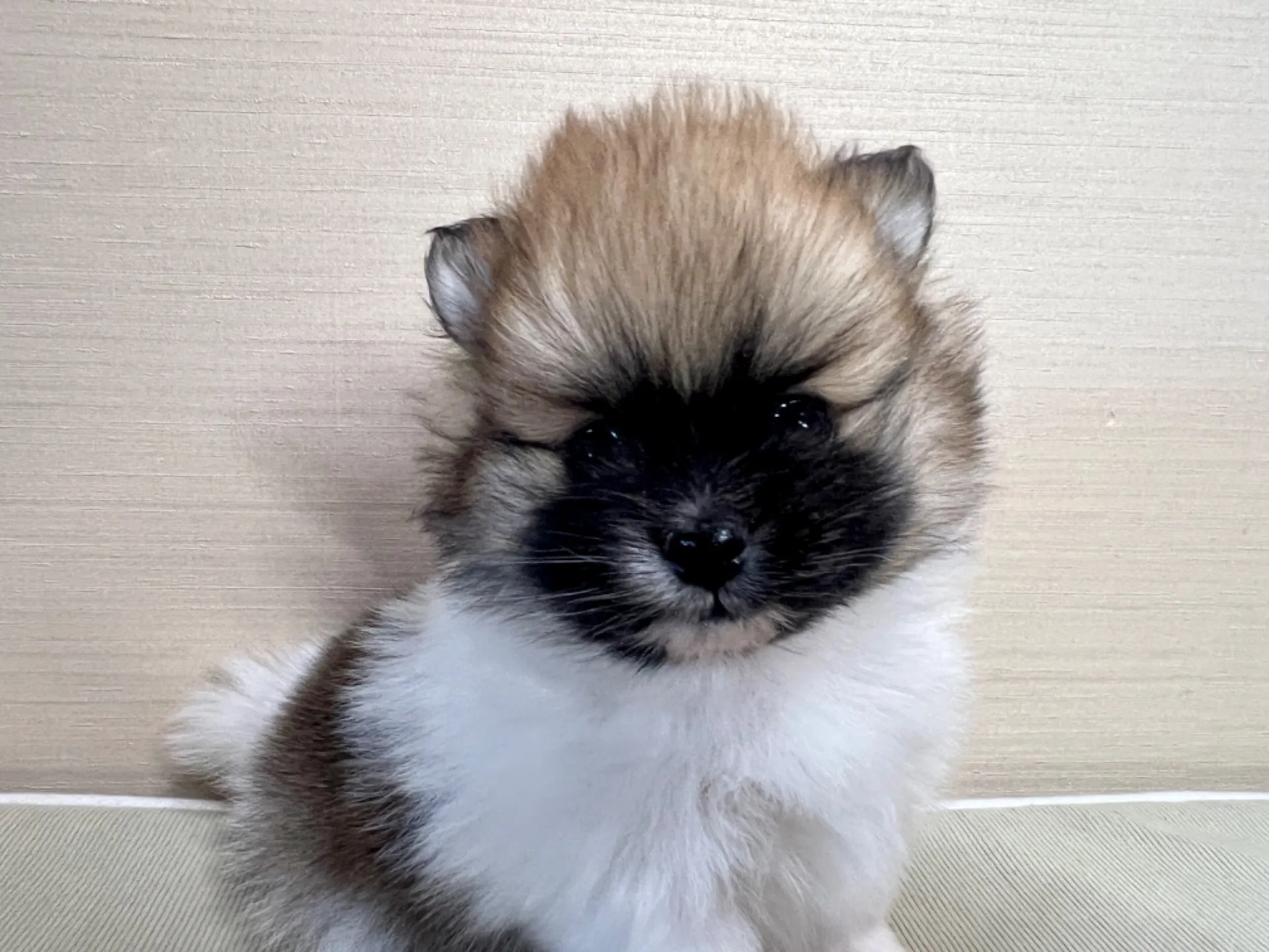 ポメラニアン(11/19)