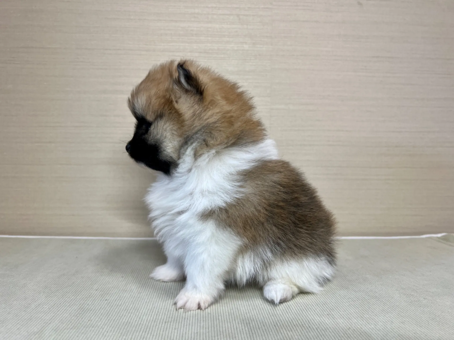 ポメラニアン(11/19)