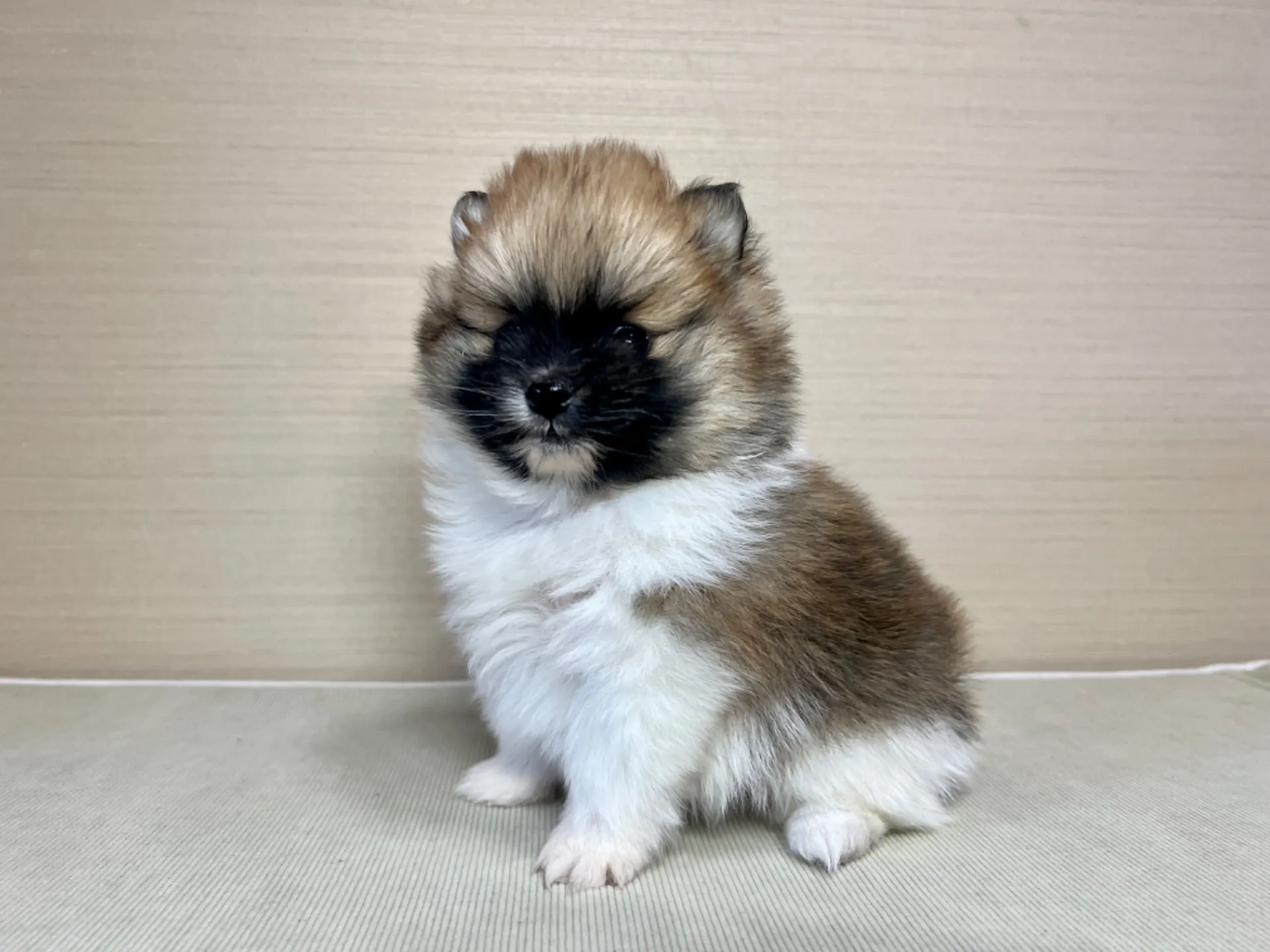 ポメラニアン(11/19)