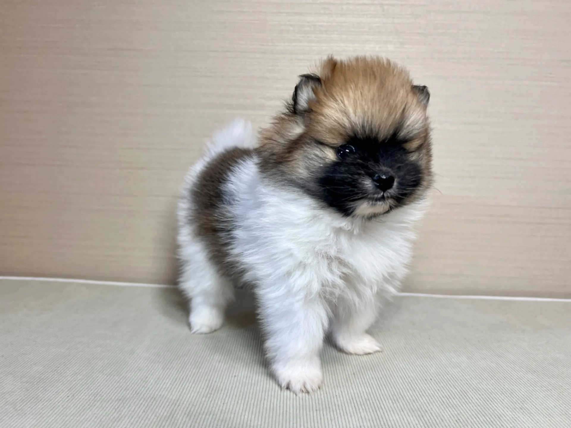 ポメラニアン(11/19)