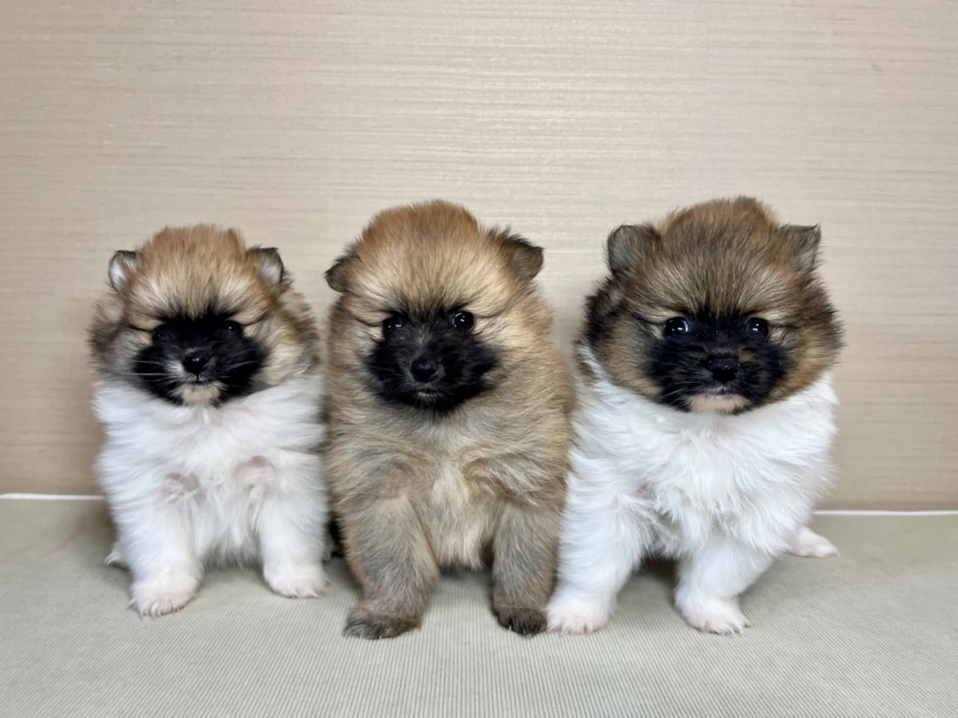 ポメラニアン(11/19)